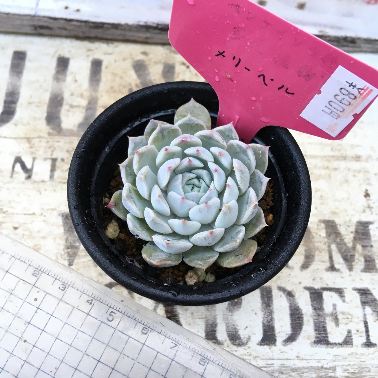 メリーベル | RuPo 多肉植物専門店