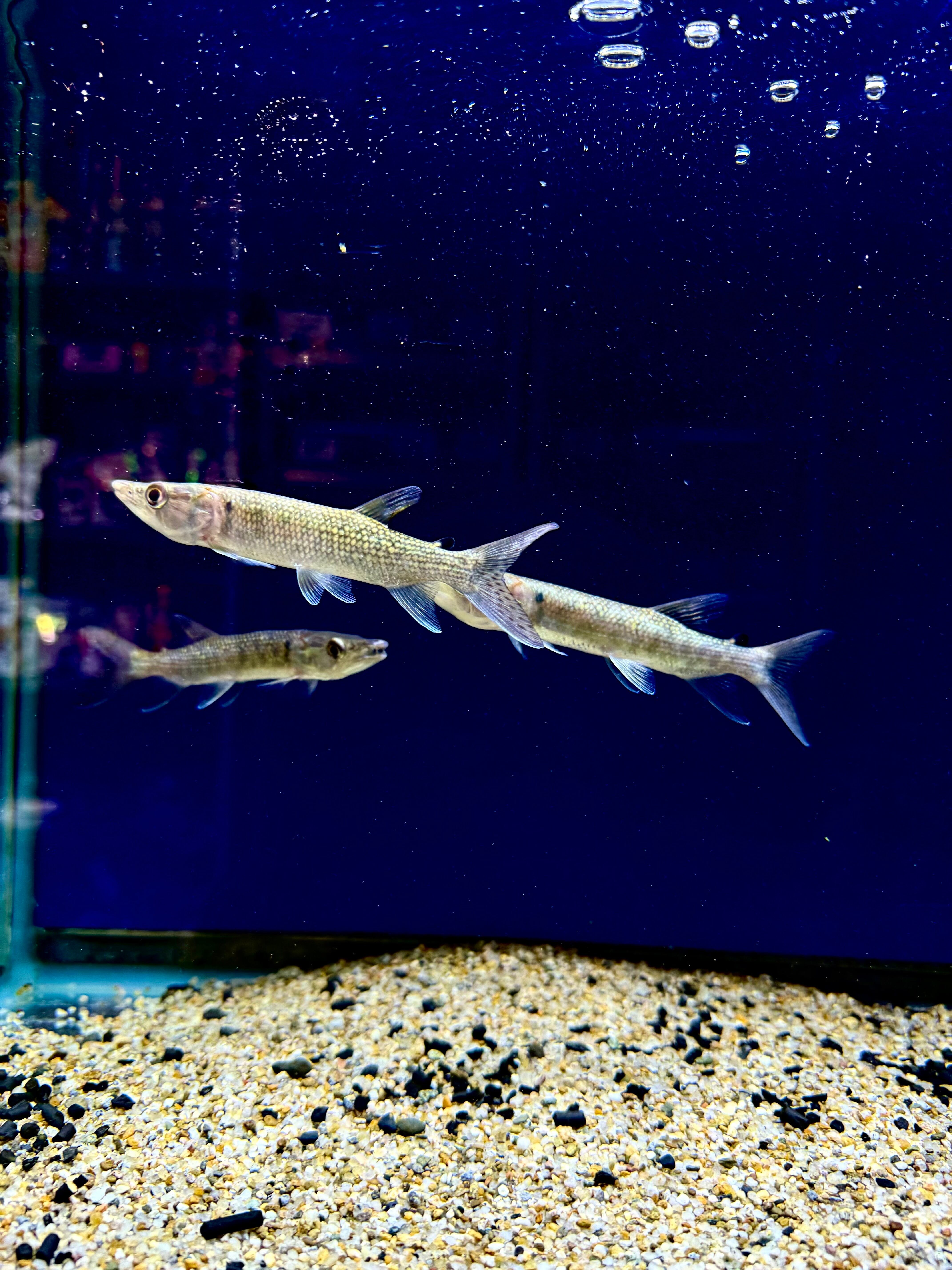 ピラニアナッテリー | THE AQUARIUM ISE