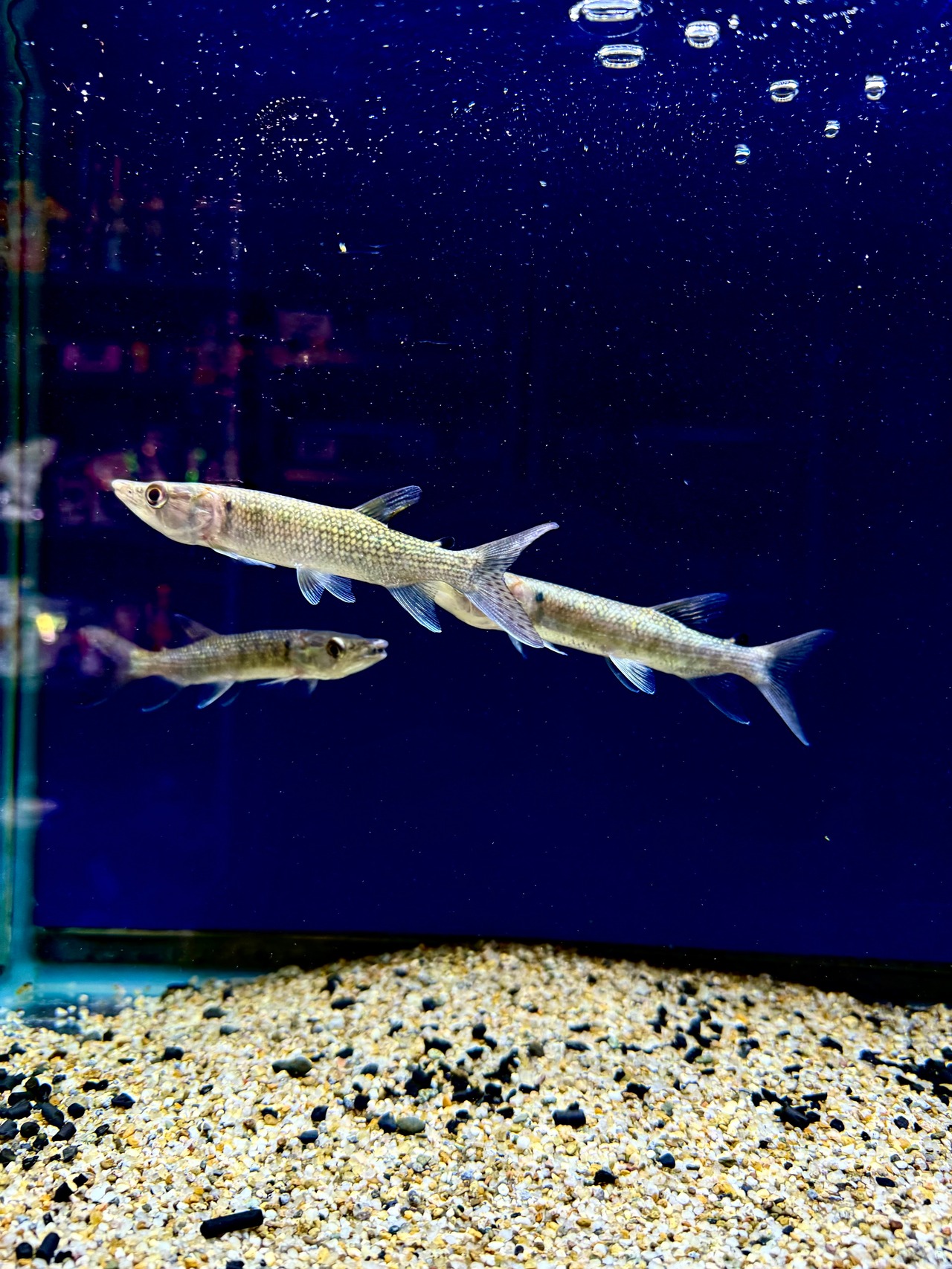 アフリカンパイクカラシン - 1