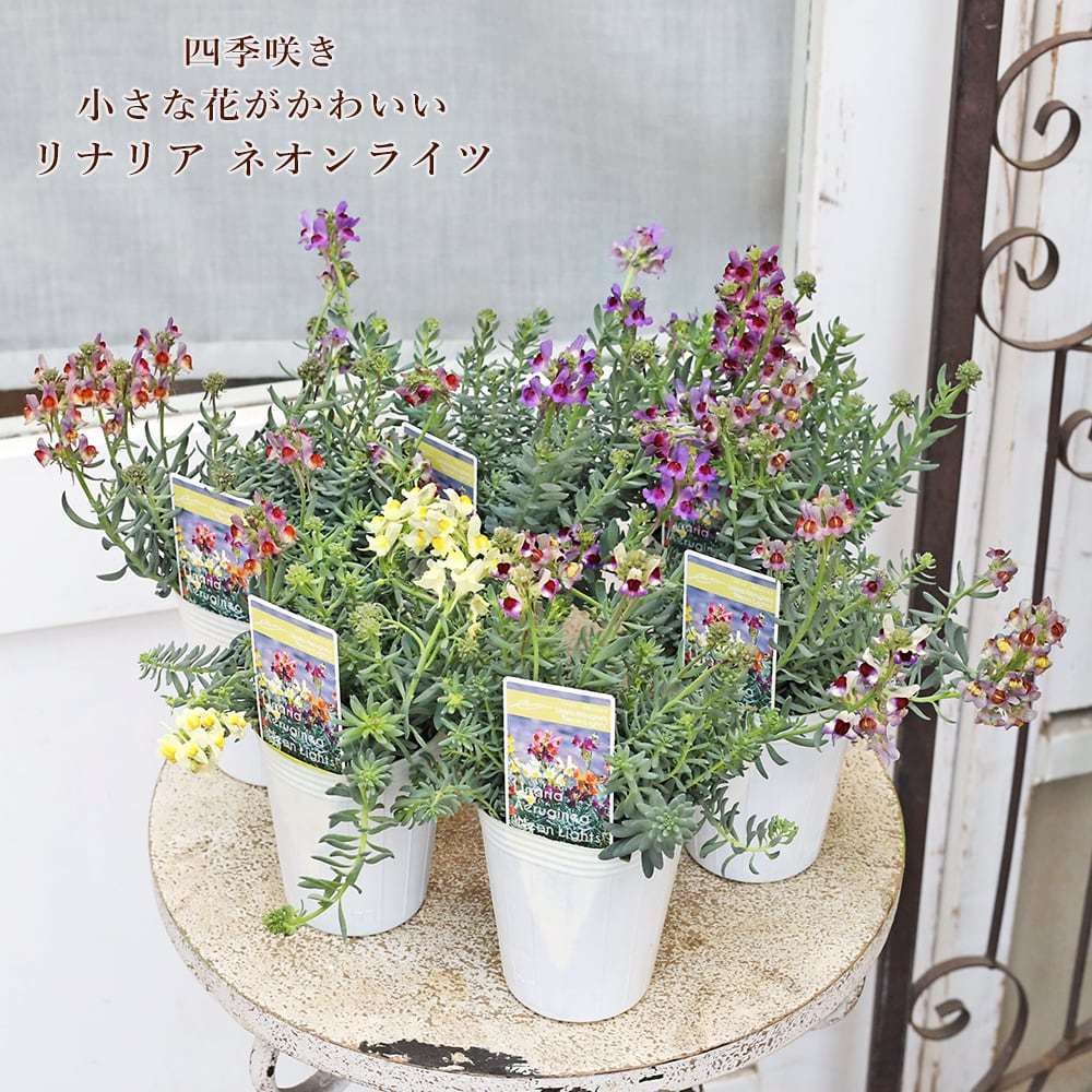 花苗 宿根 リナリア エルギネア ネオンライツ 2.5号 多年草 四季咲き
