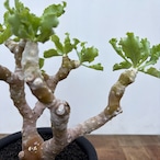 Othonna cremnophila【オトンナ・クレムノフィラ】
