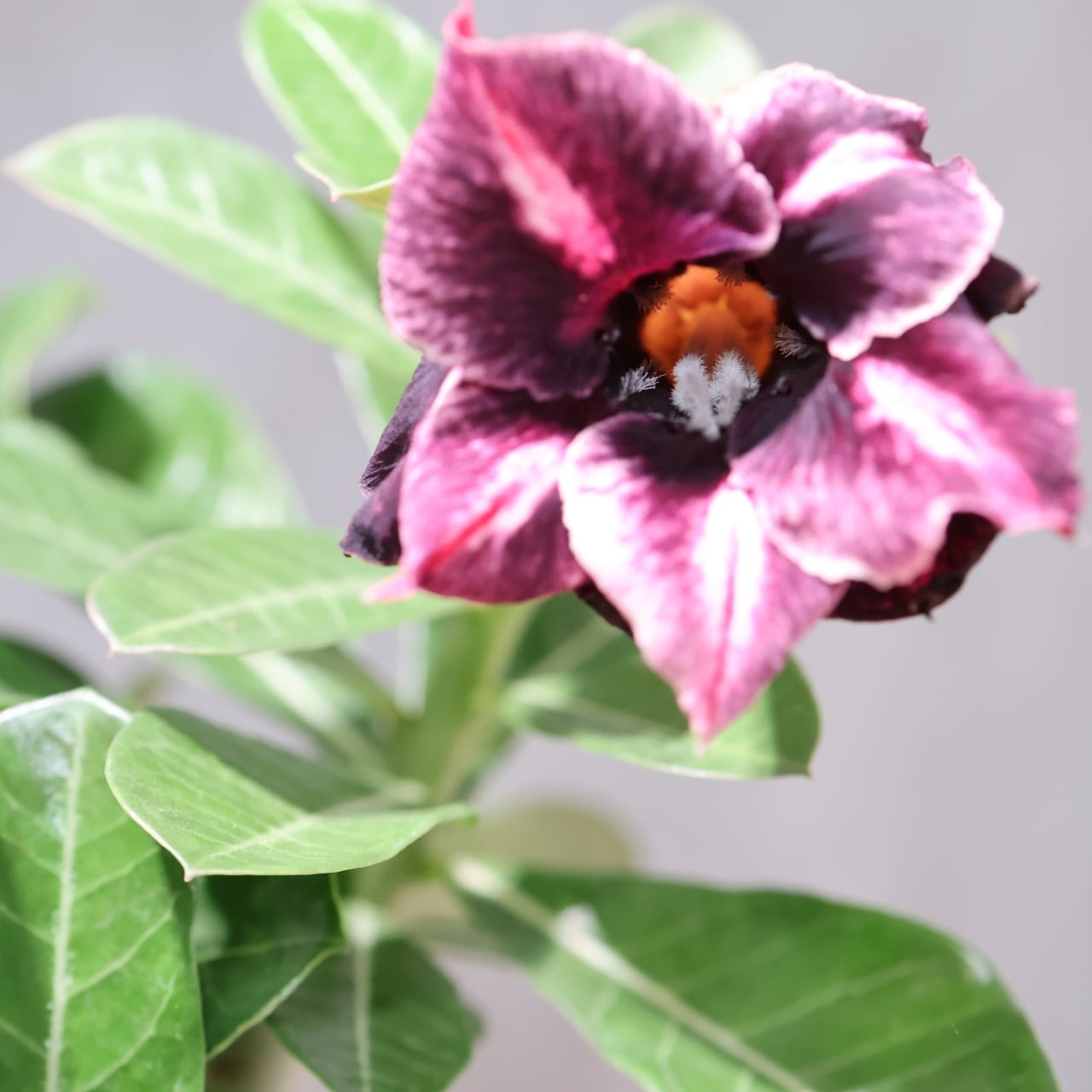 318 その花に目を奪われる『アデニウム KN185』観葉植物 【送料無料