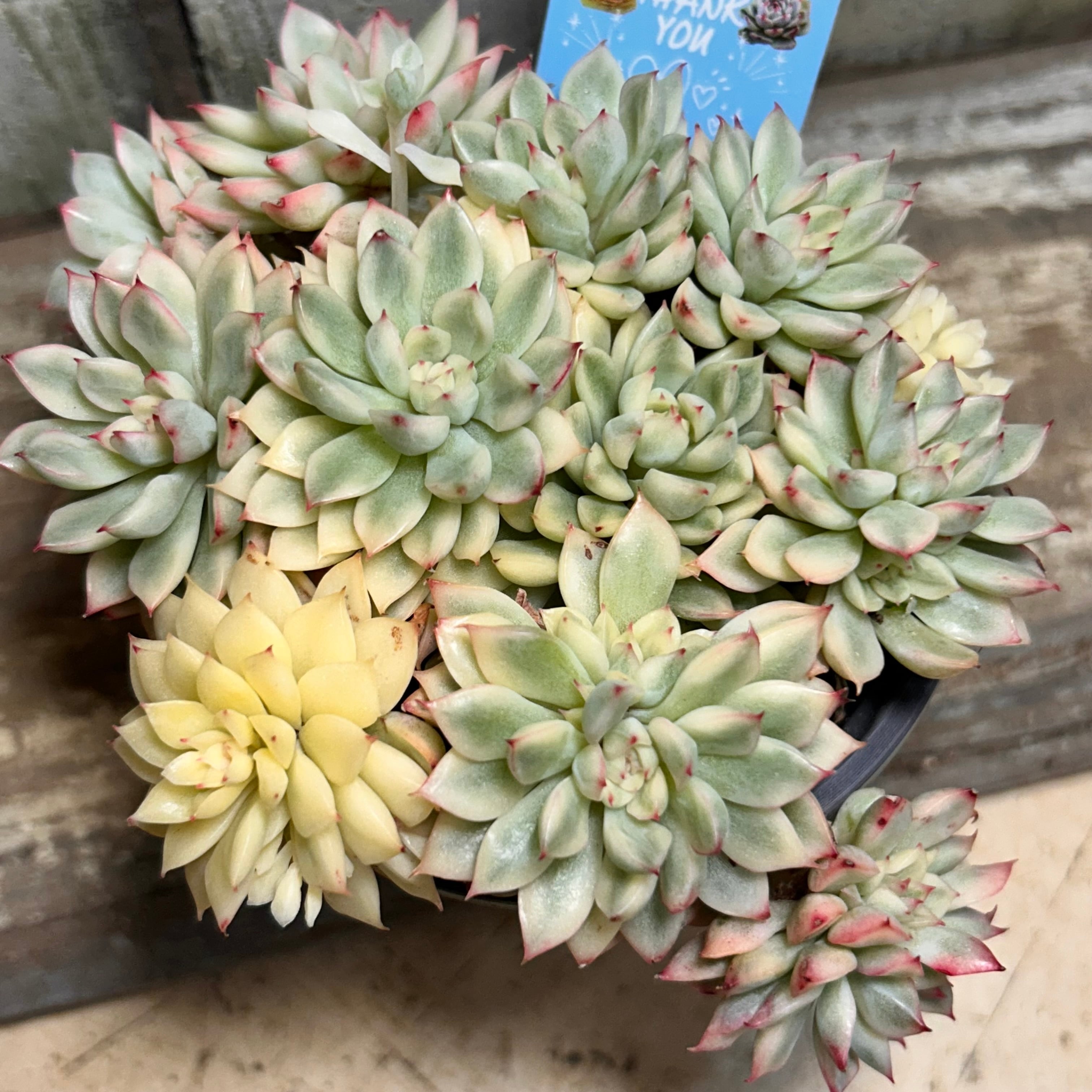 錦 | RuPo 多肉植物専門店
