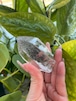 迷いを断つ ガネッシュヒマール