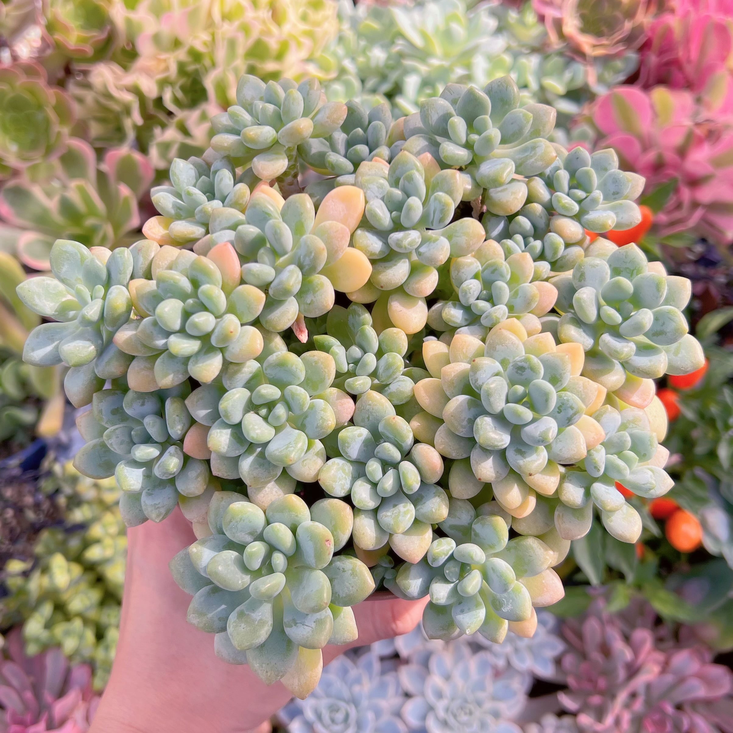 現物　キャビア#629　特大群生　lest one