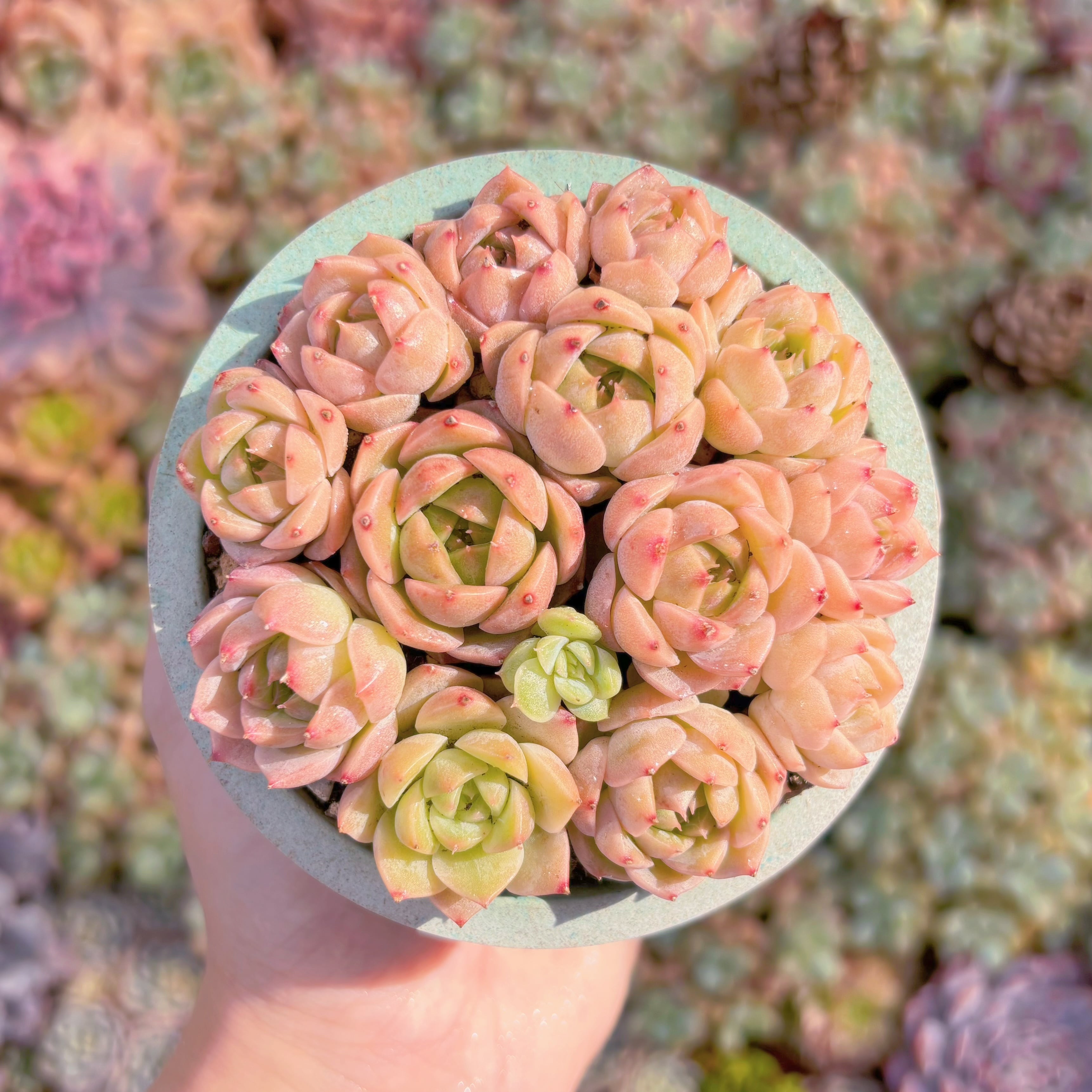 多肉植物　金縷衣　新入荷　るる農園