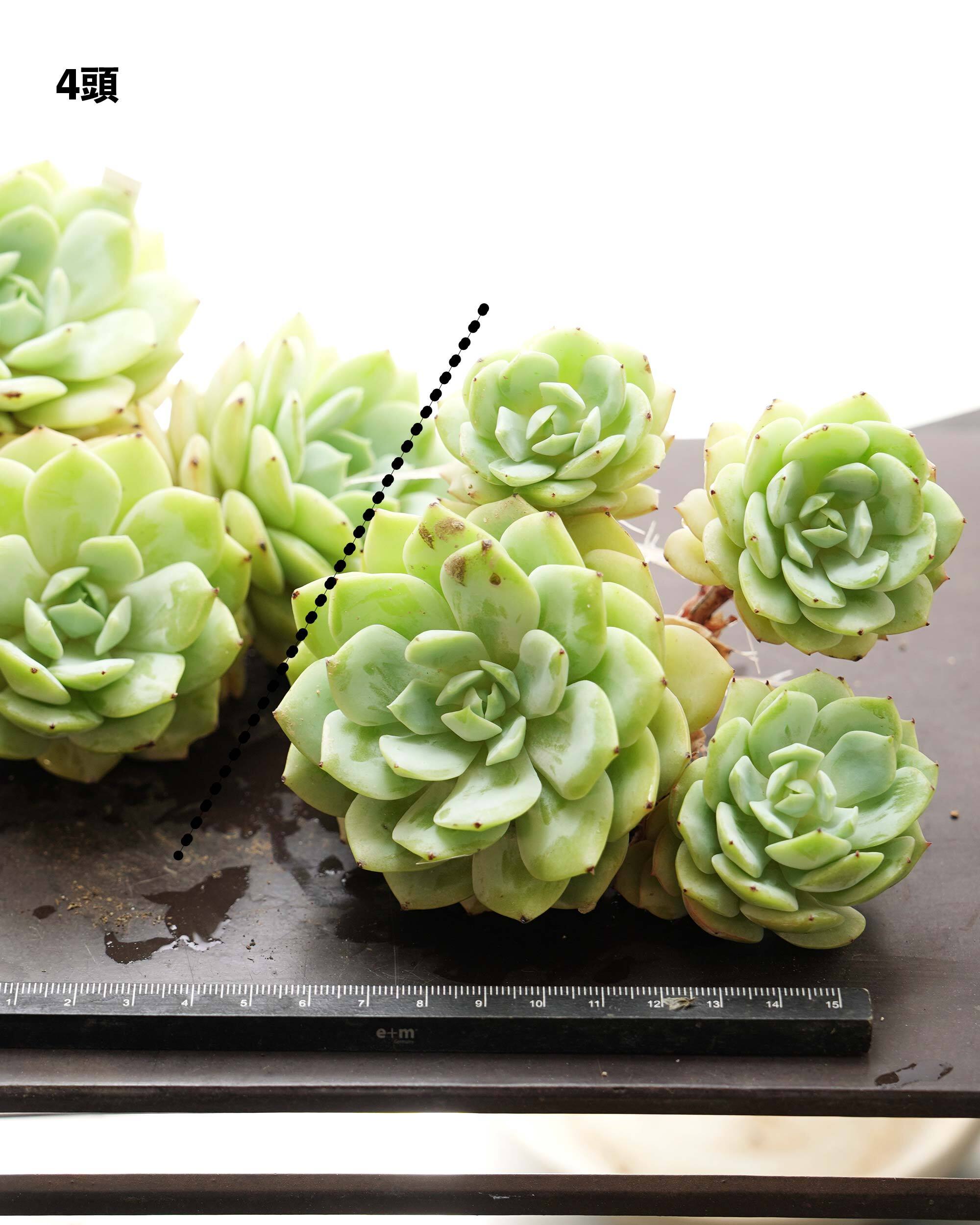 発根済カット苗 ラブソング 大群生 Echeveria 'Love Songs' | PUKUBOOK