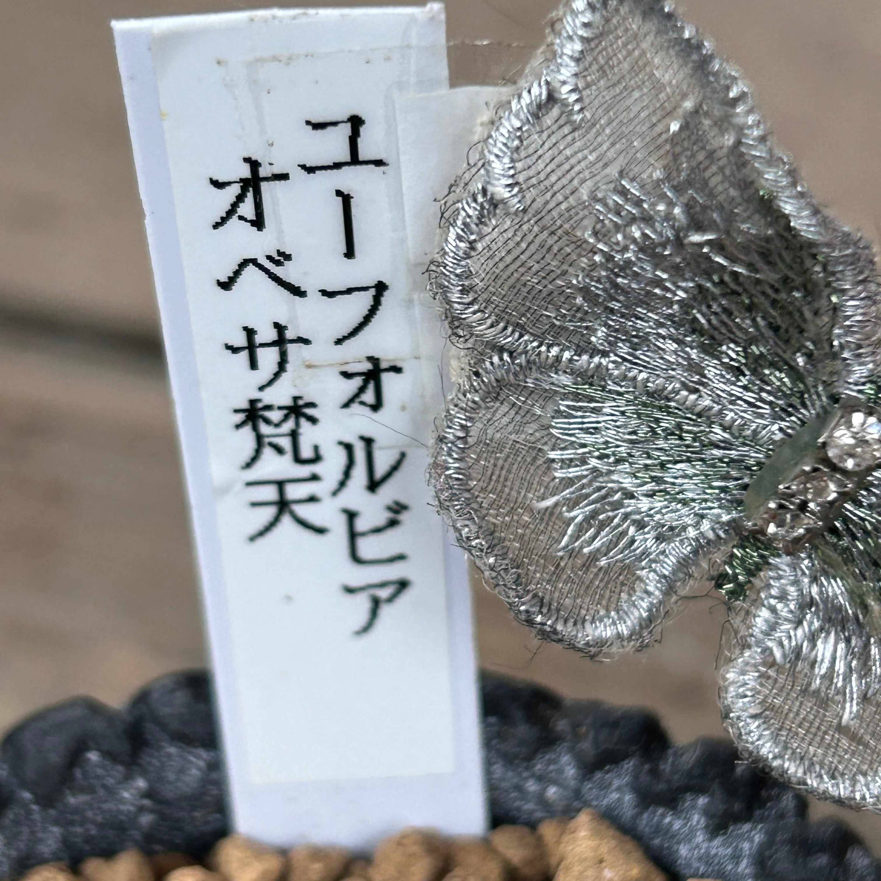 オベサ梵天(鉢入り) | RuPo 多肉植物専門店