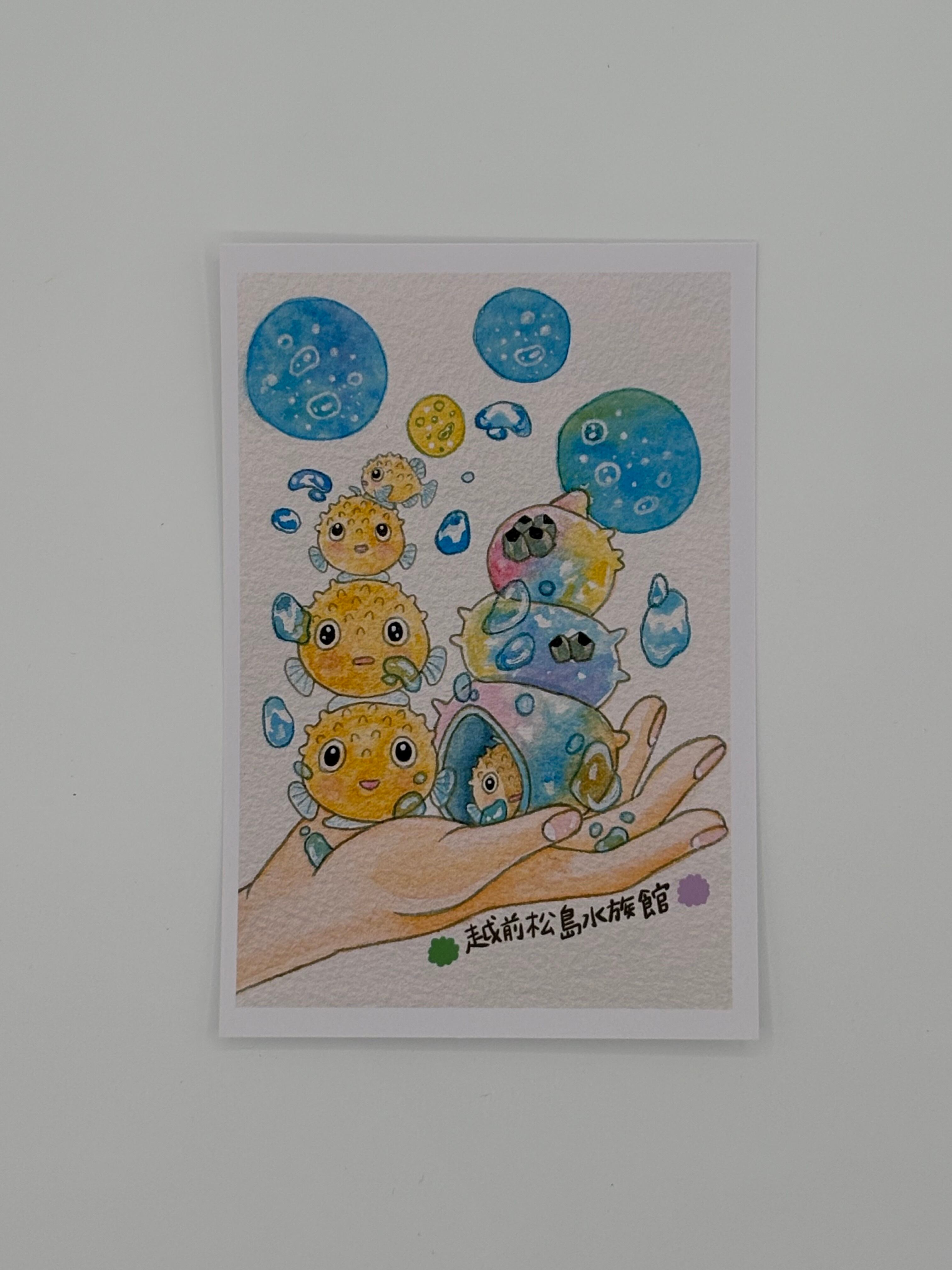 ポストカード【全13種類】 | 越前松島水族館 ONLINE SHOP