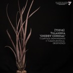 【送料無料】'Cherry Cordial'〔エアプランツ〕現品発送T3516