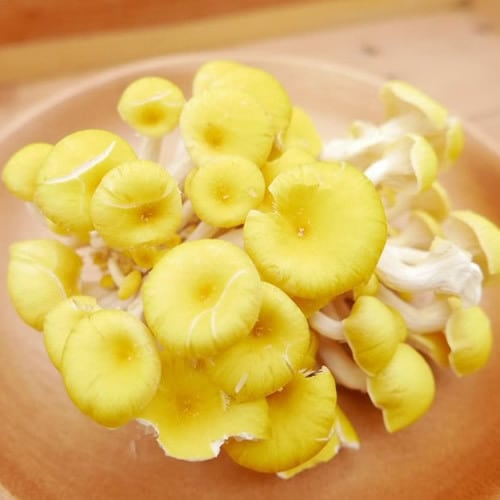 たもぎ茸 300gパック | β- グルカン豊富！料理を華やかに彩 る黄金