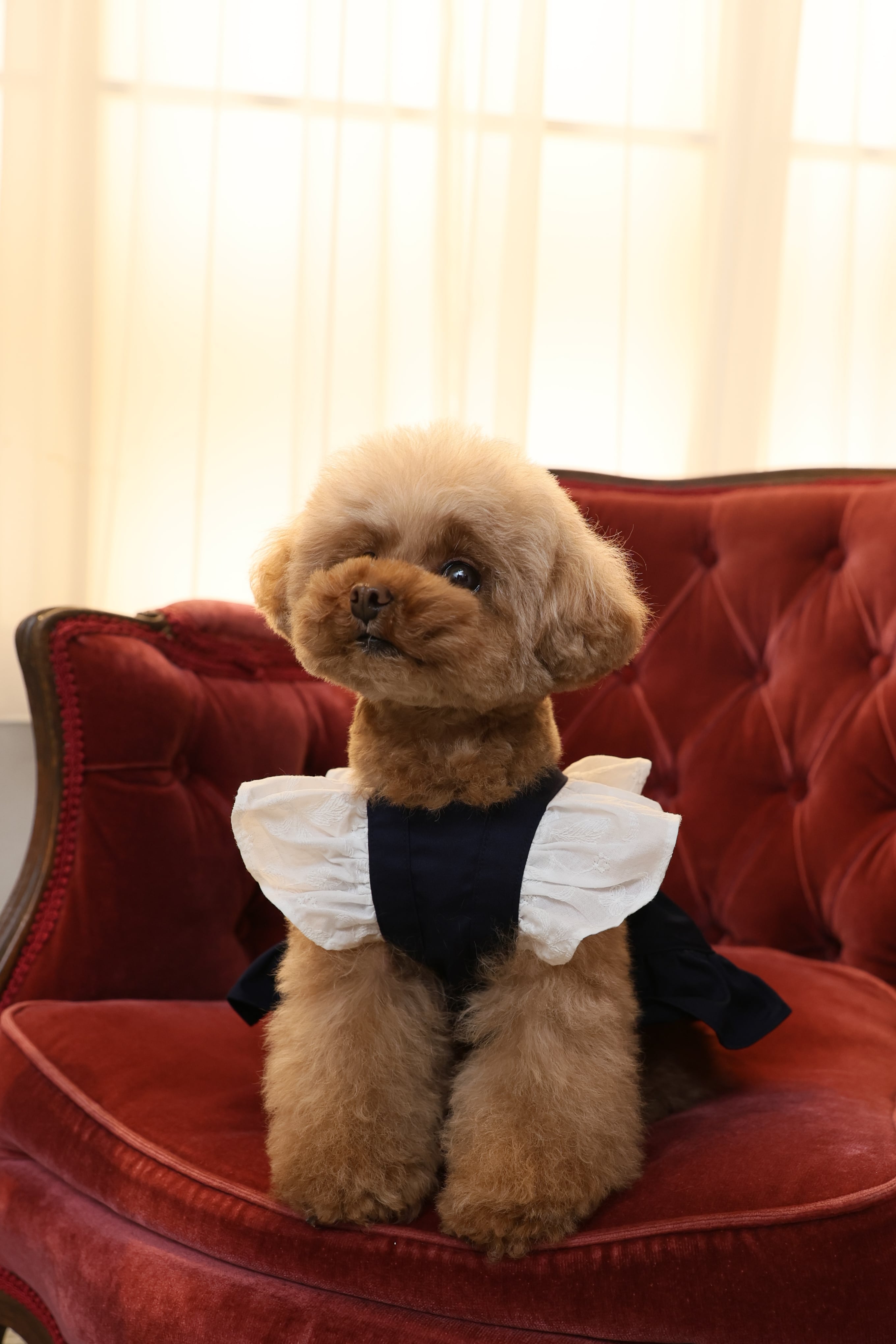 Classical Dress/ネイビー
