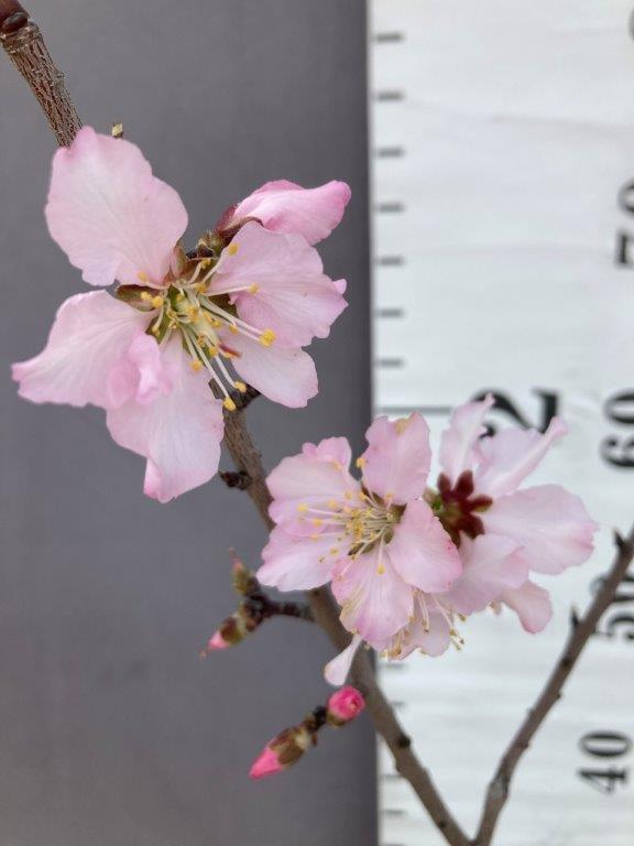 フォアゴットンフルーツ 花芽4個 | 日本ライン花木センター