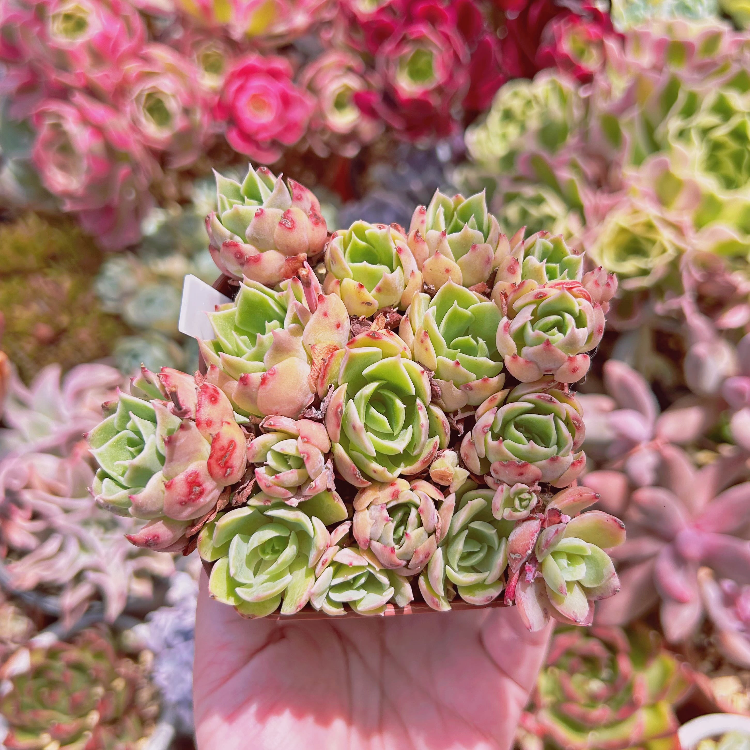 #1119現物　多肉植物　デザートローズ　特大　抜き苗