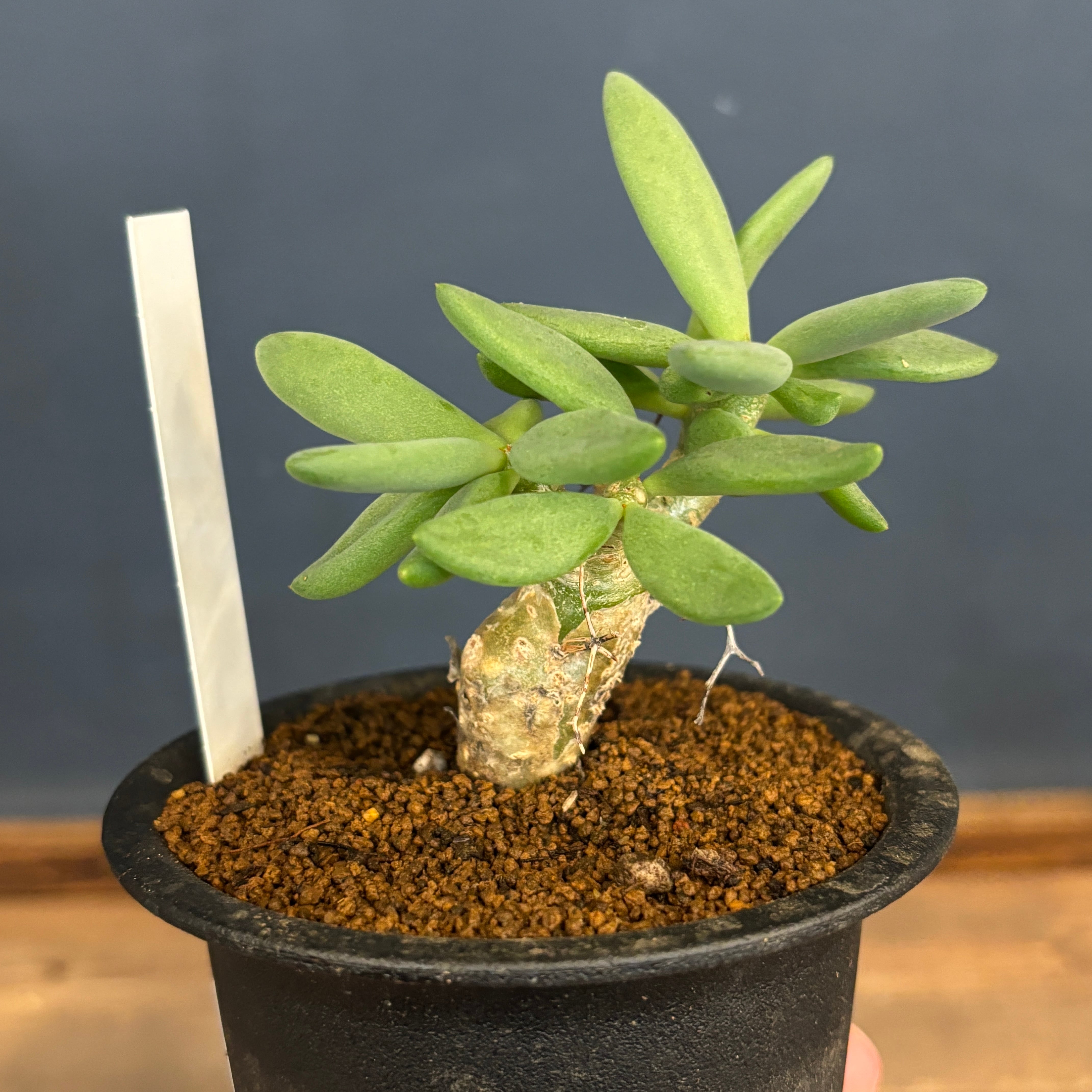 塊根植物 | PROTOLEAF プロトリーフ