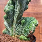 Cereus fernambucensis【セレウス・青磁獅子】