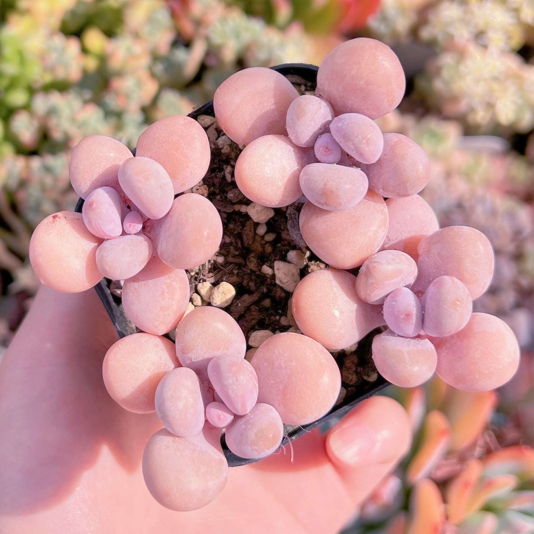 現品　桃卵#005　群生　るる農園