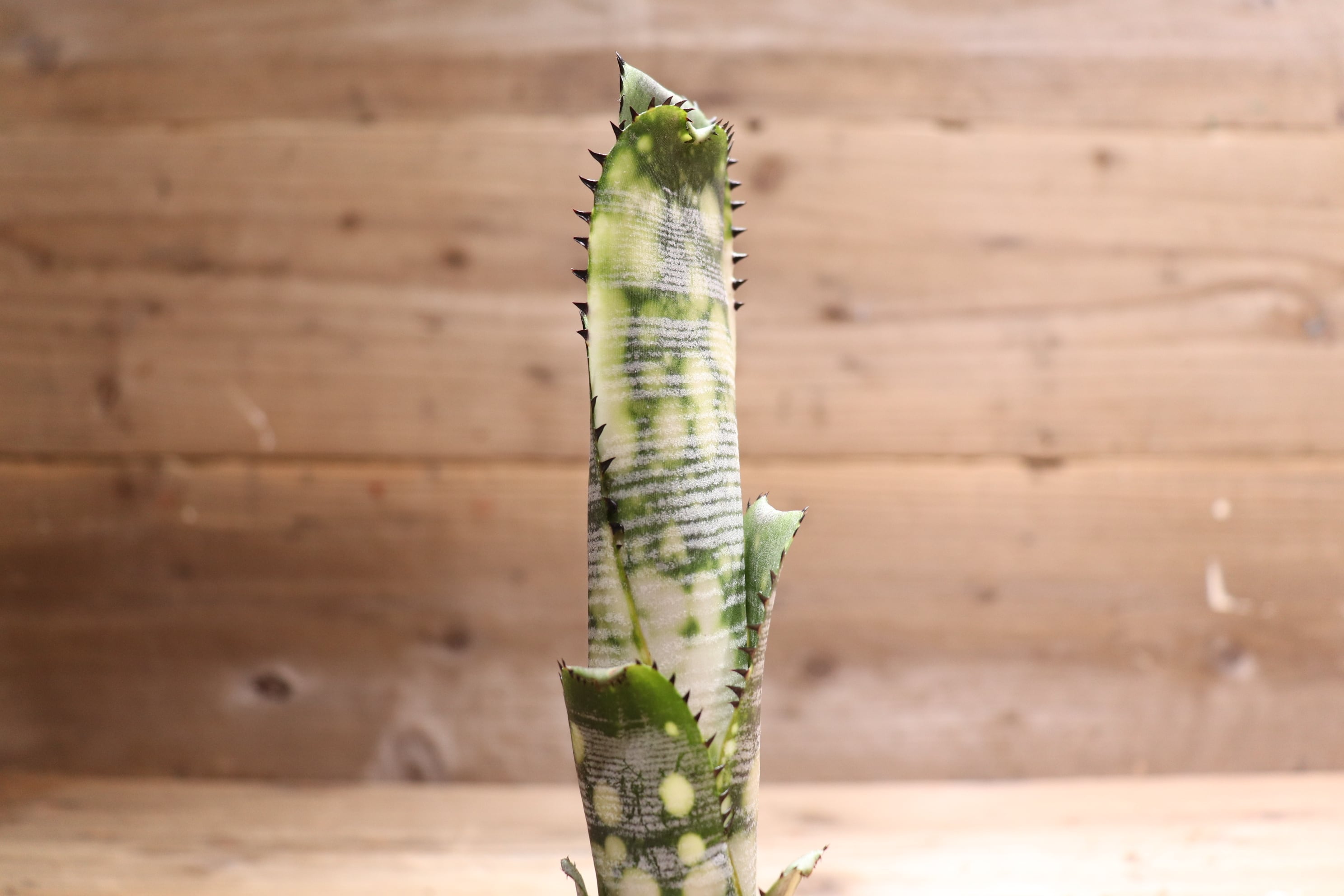 送料無料】 Billbergia 'Domingos Martins' (Original) from Thailand