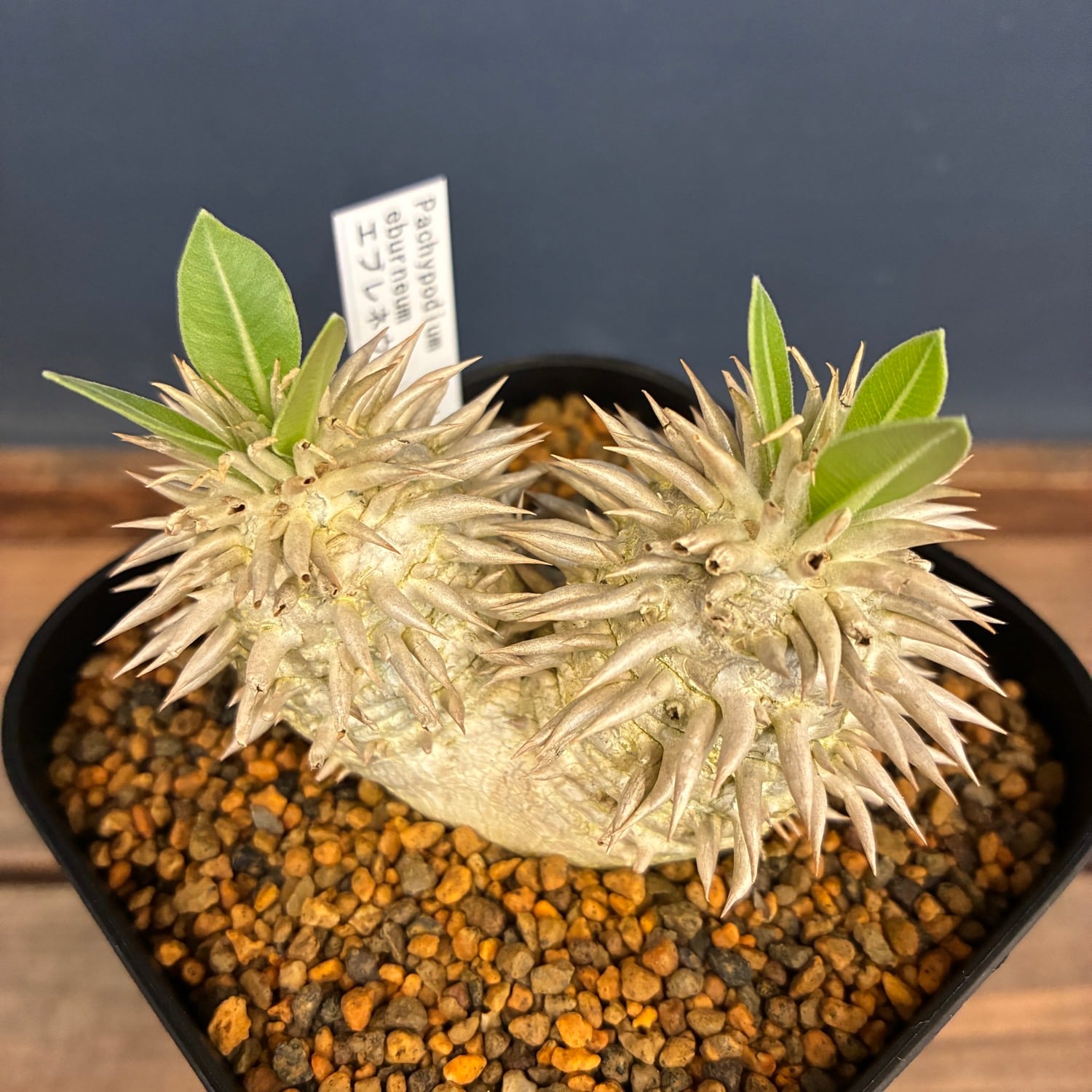 新着3日限定10%OFF】パキポディウム エブレネウム【705】 | PROTOLEAF