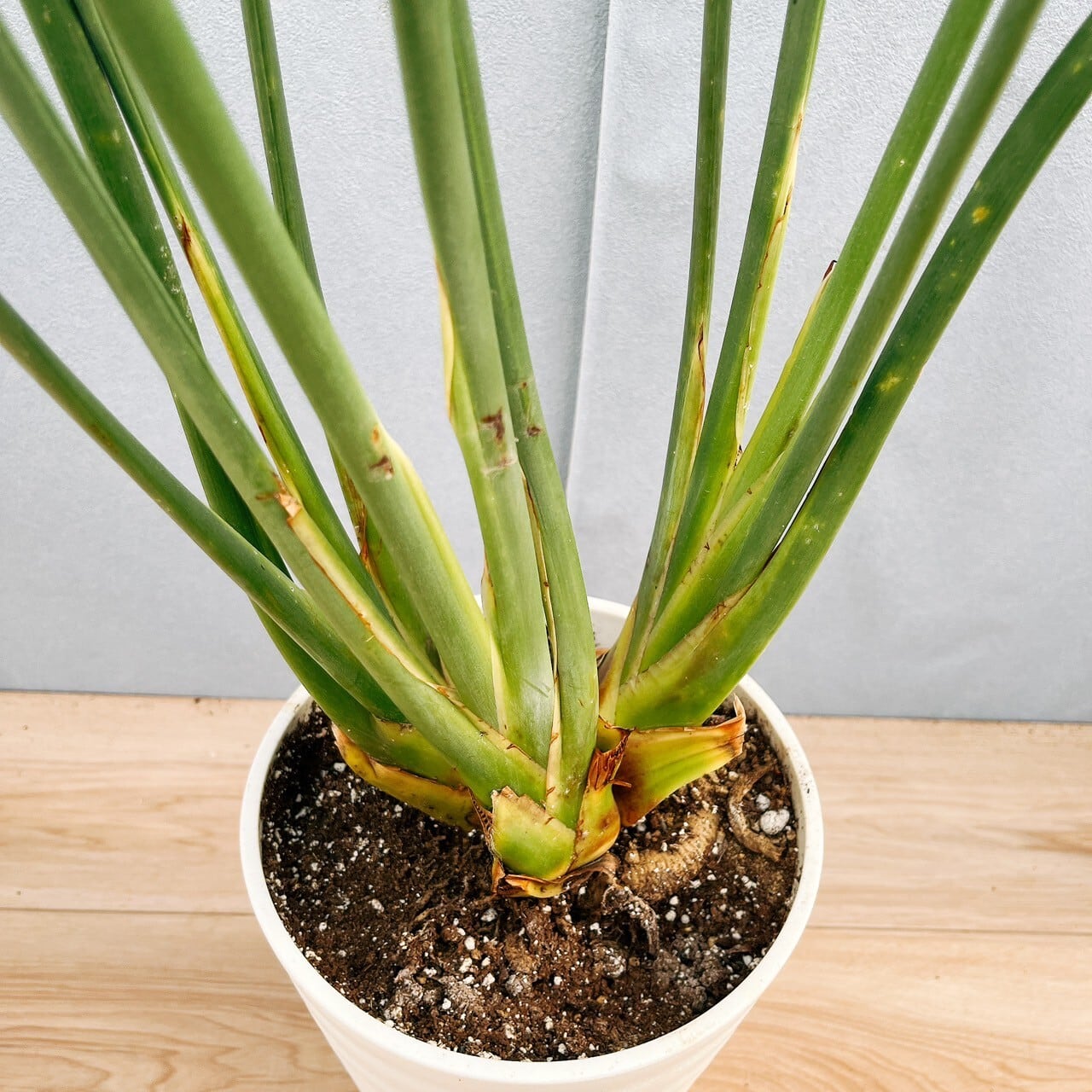 ［現品］【希少】2番　ストレリチア　ノンリーフ　根上がり　7号　観葉植物　レア 434da15772e2d385d6d85b38ab7f7b