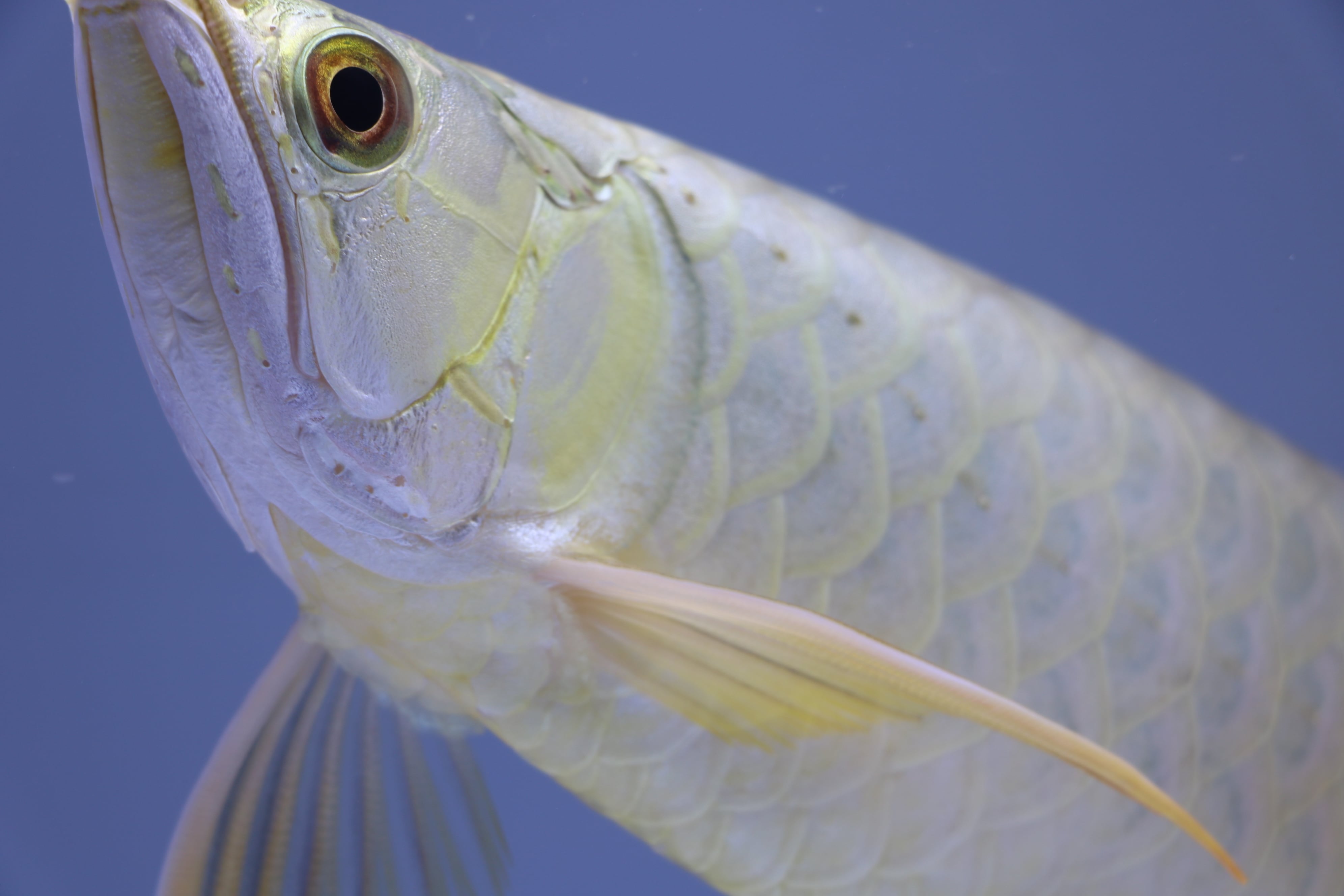 No.919 フルゴールド過背金龍(プレミアム個体)±34㎝ | アロワナ等の