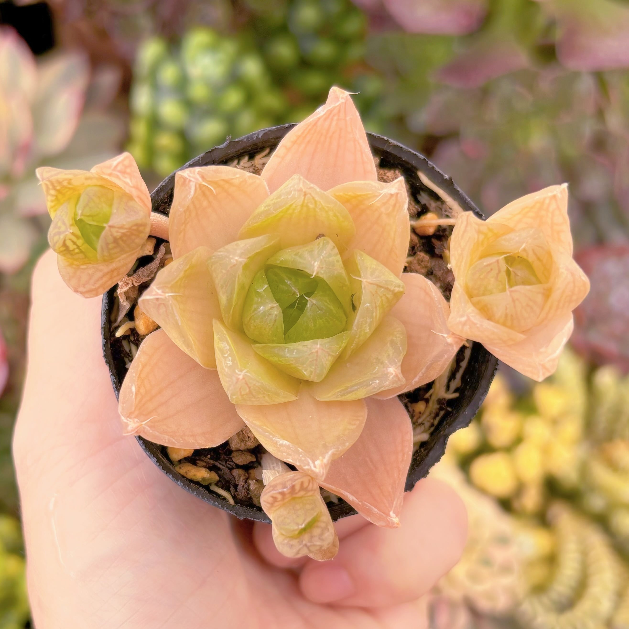 現品　ハオルチア　ロゼア#B57　群生　古株　るる農園