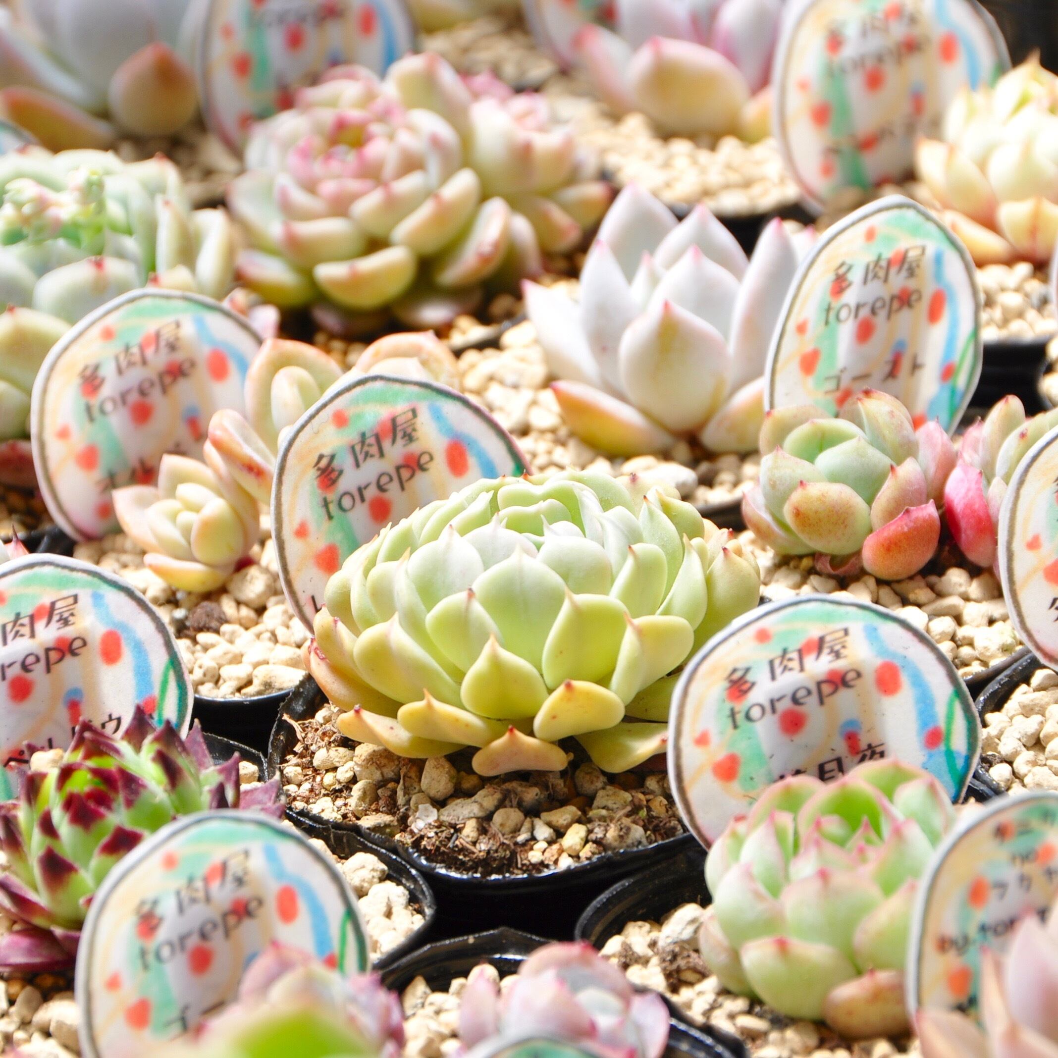 多肉植物 個数限定販売 torepe厳選めちゃ可愛い子ちゃん7品種苗set