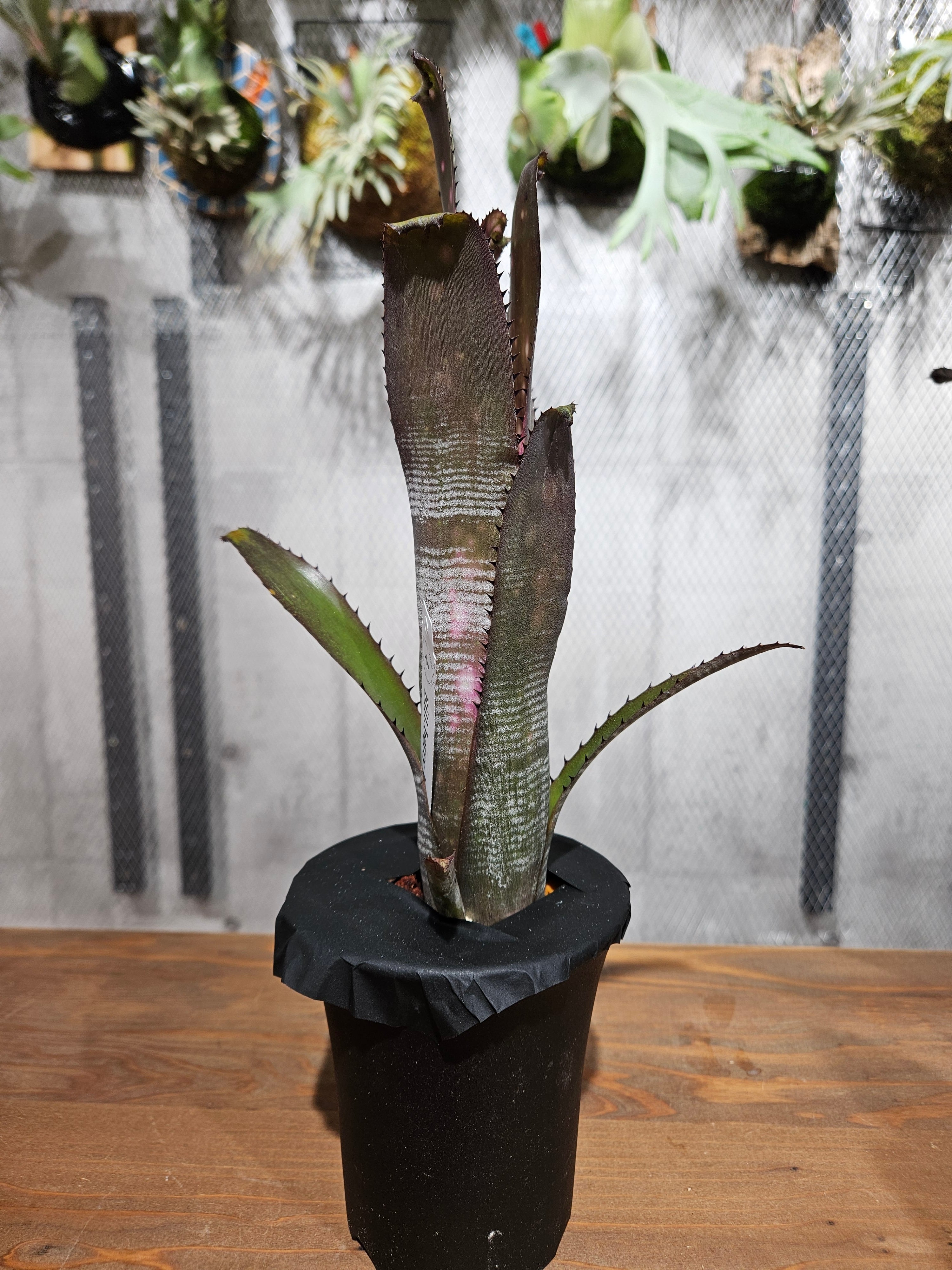 Billbergia.berry blast【artPLANTs/PLANTS GARAGE