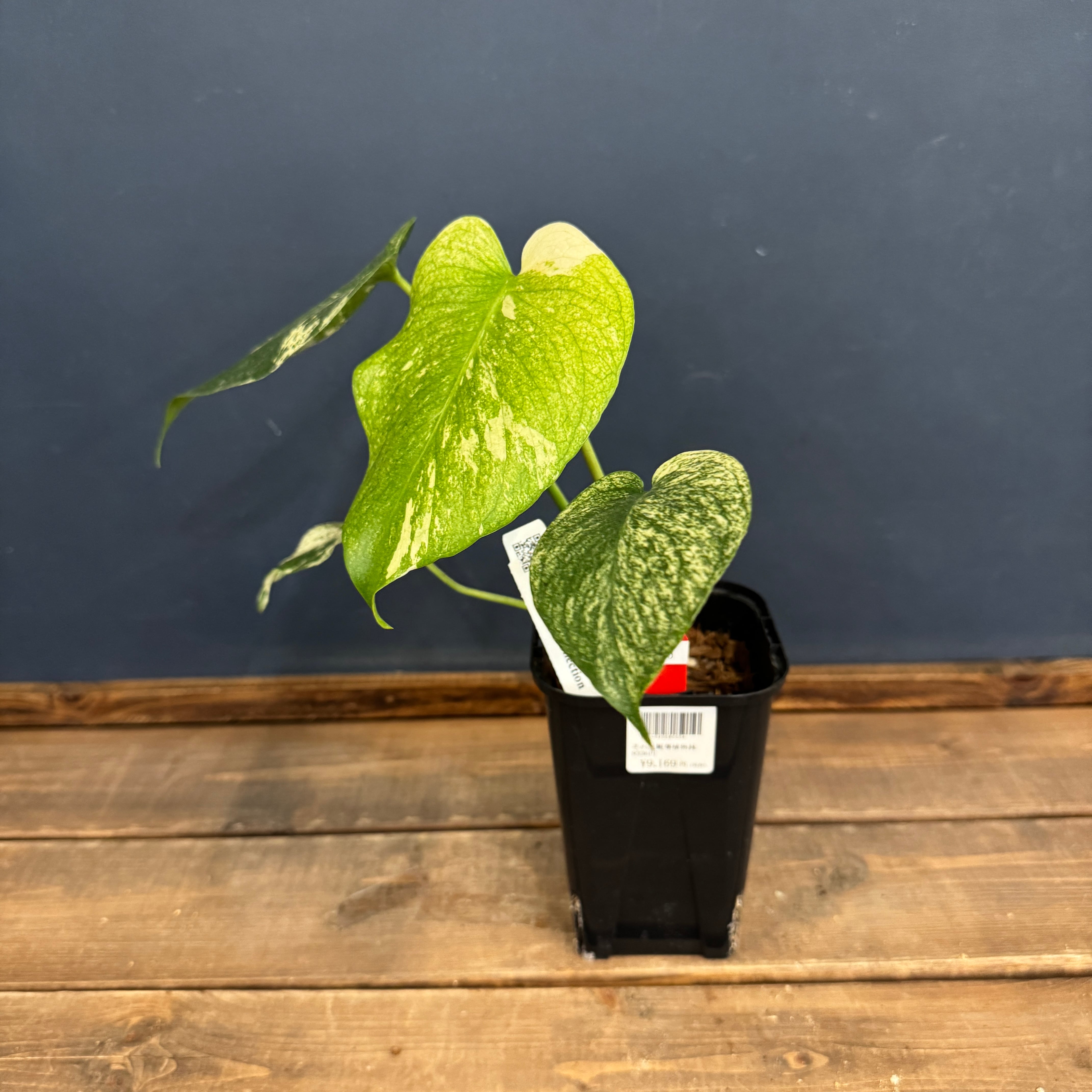 クリアランス】モンステラ ホワイトモンスター【768】 | PROTOLEAF