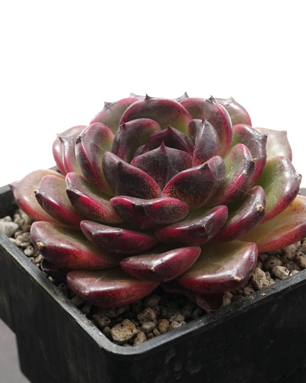 【PREMIUM】 抜き苗 アイスランドコーヒー Echeveria 'Iceland Coffee'