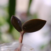 Ludisia discolor var. nigrescens / ルディシア ディスカラー ニグレスセンス⑤ / 観葉植物