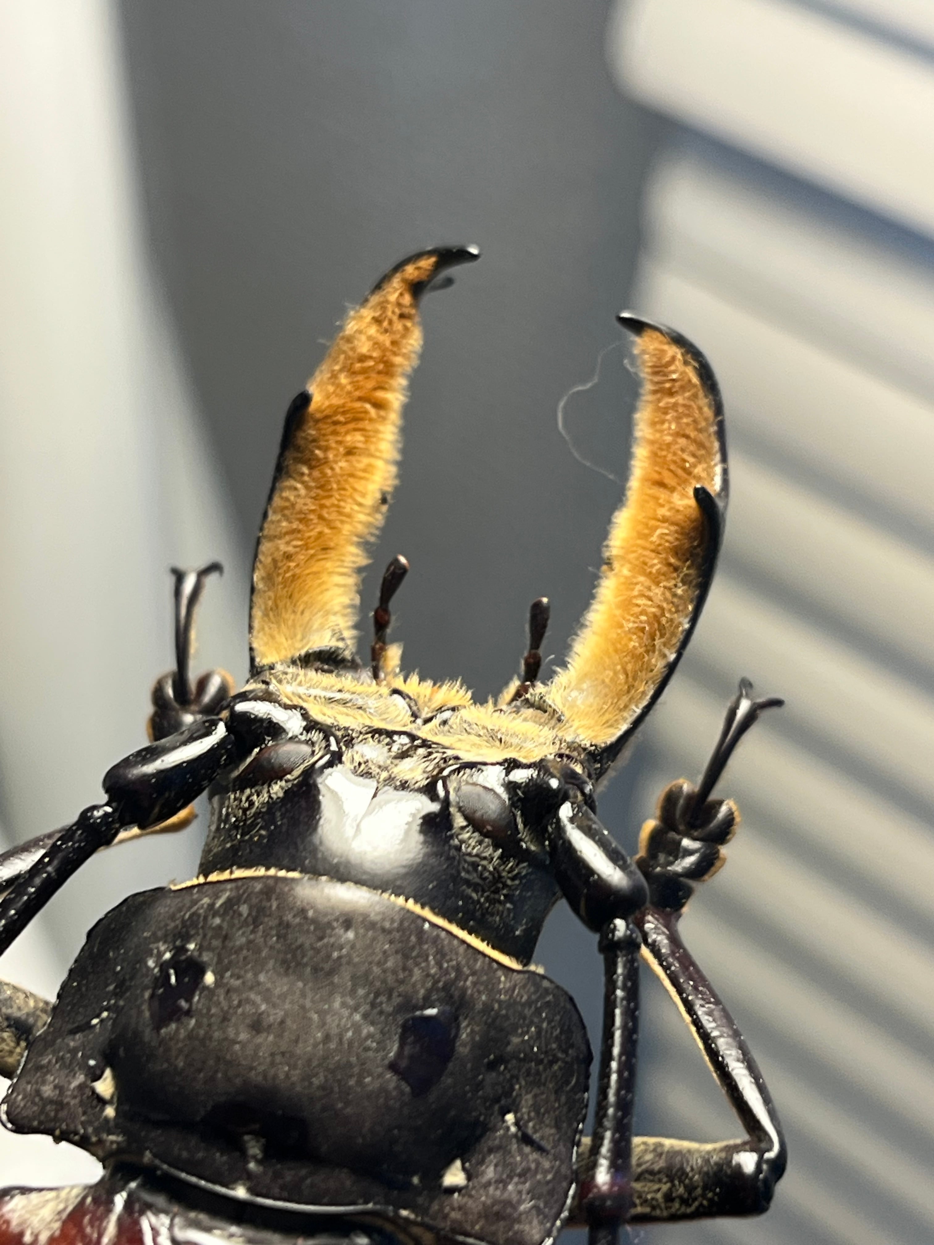 103mm】アラゲオオウスバカミキリ 甲虫昆虫標本タランチュラムカデ