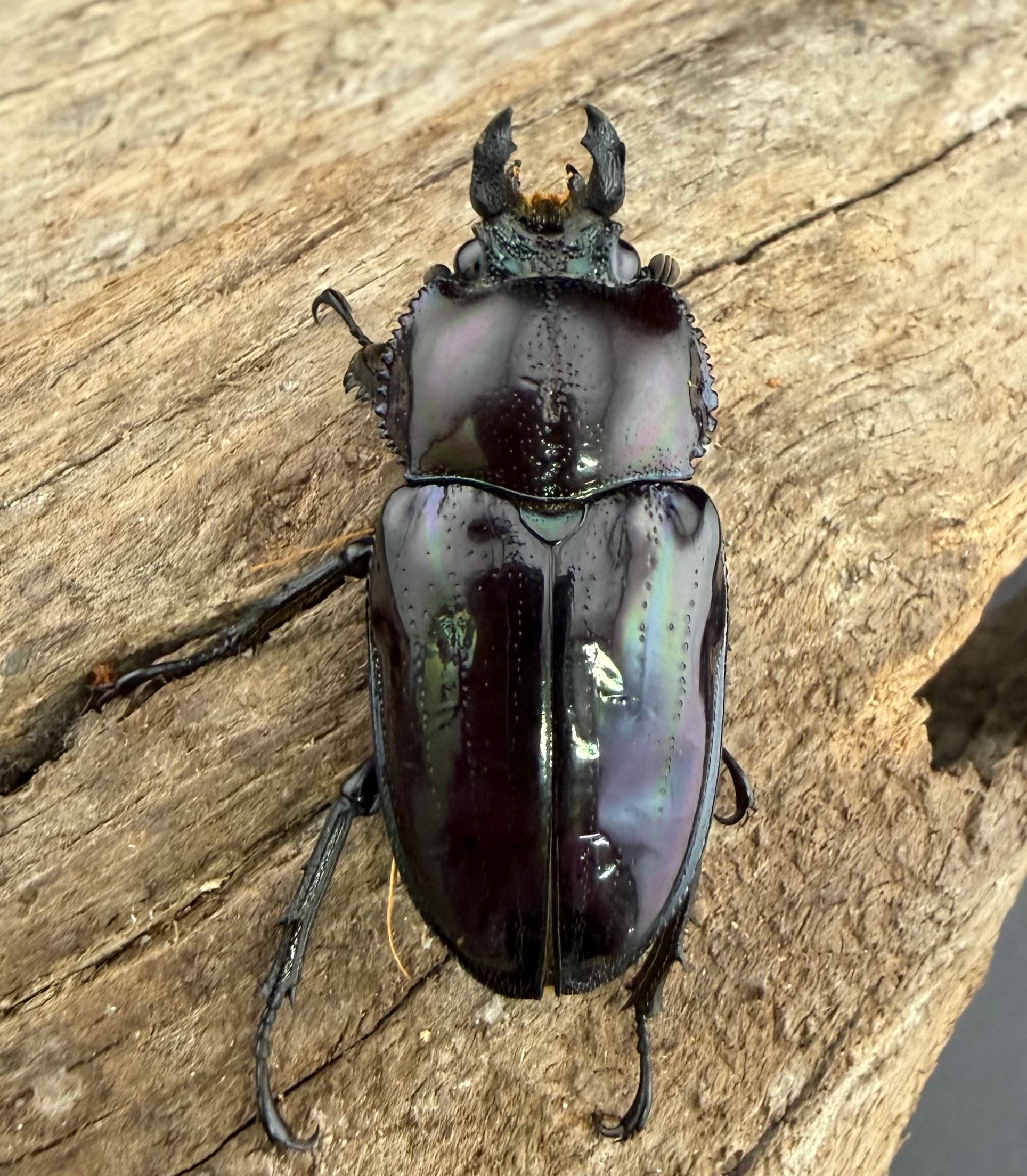 ニジイロクワガタ 虹瑠璃 52.5mm ペア》ハイマウンテン氏委託個体