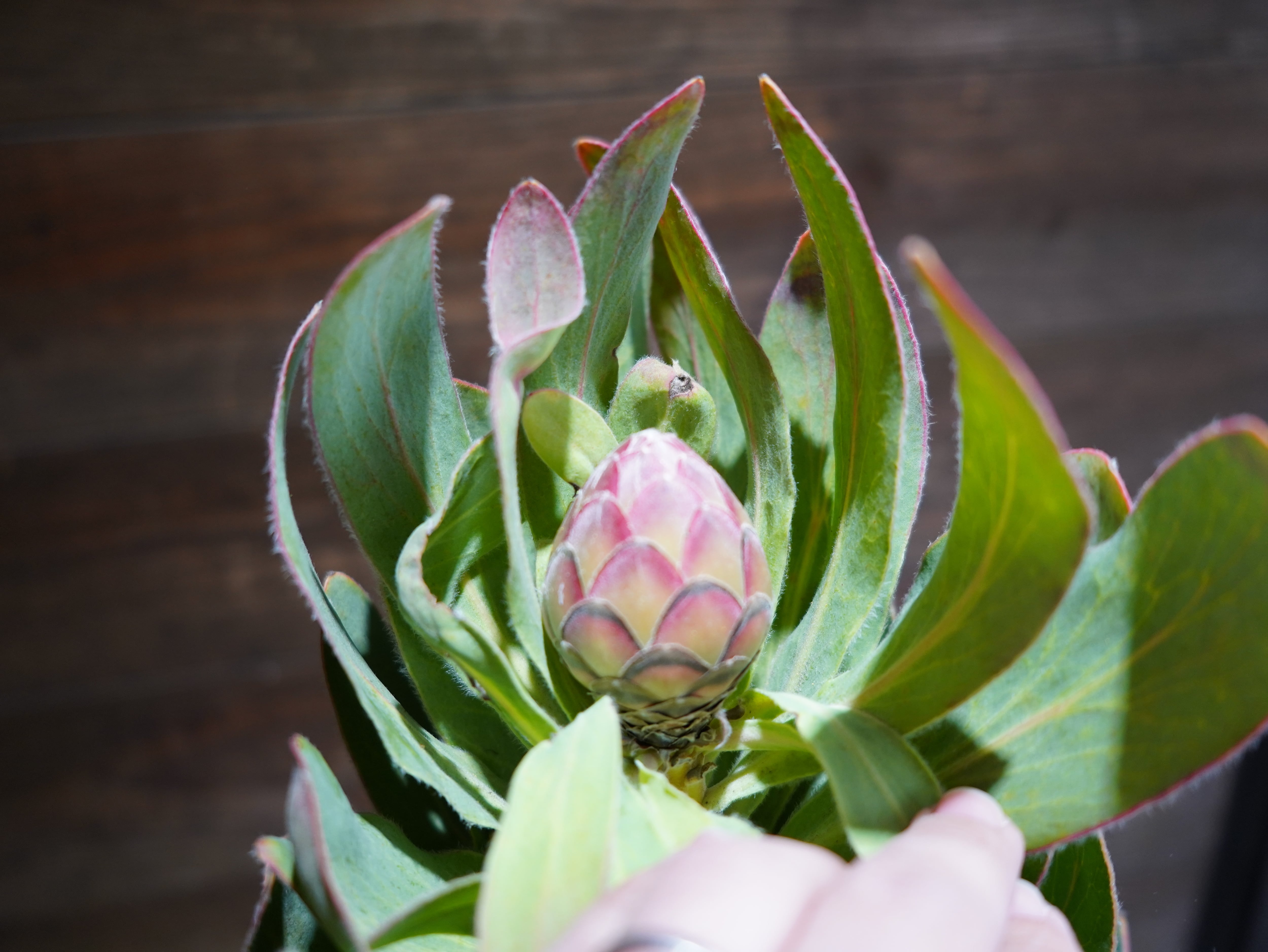 【現物】プロテア ”シルビア”　B