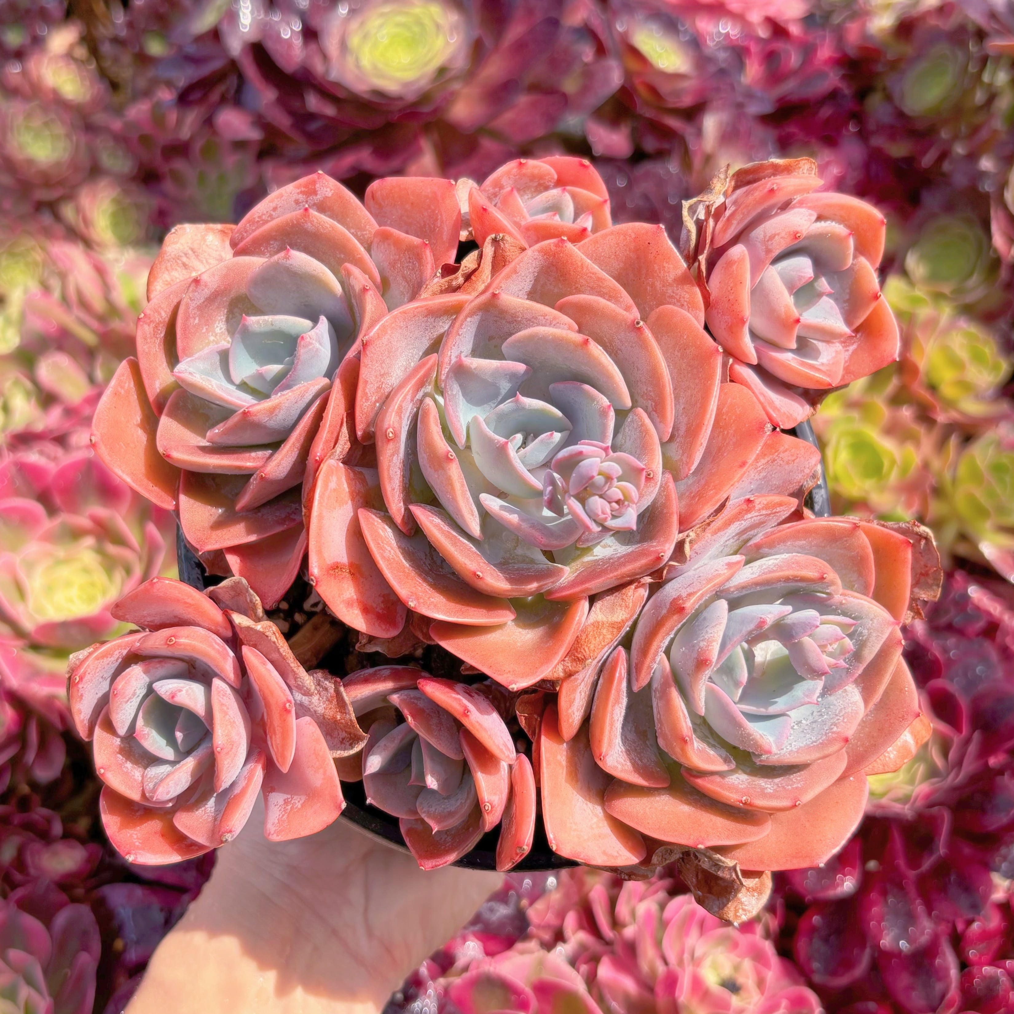 現品　Dusty Rose#M006　特大群生　新入荷　るる農園