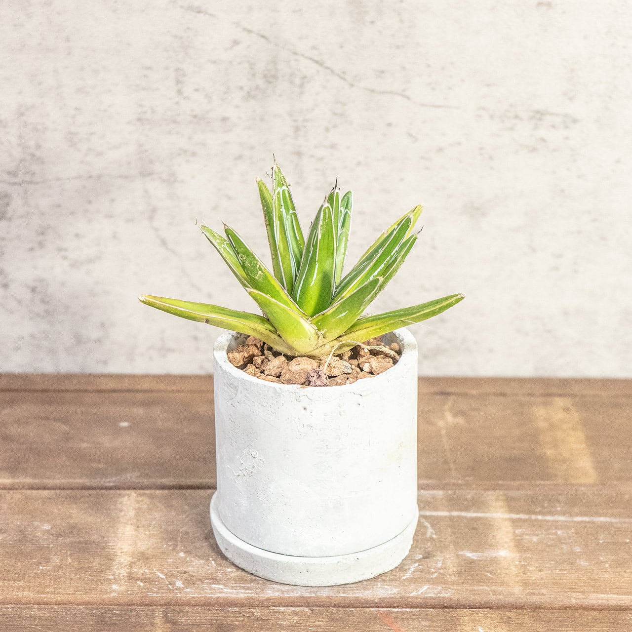 【鮮やかな黄金のエッジ】アガベ・笹の雪(黄覆輪)。無骨な手づくりモルタル鉢とセットで。一株ごとの厳選仕入れ。|虫発生抑制|送料全国一律850円