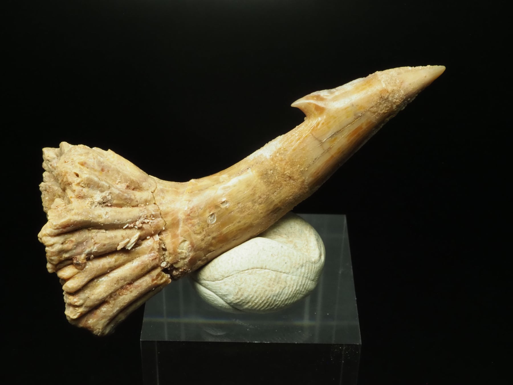 ノコギリエイ　吻　歯　剥製 ノコギリエイ 吻 歯 剥製 50年以上前bノコギリエイの歯(吻) 剥製 全長