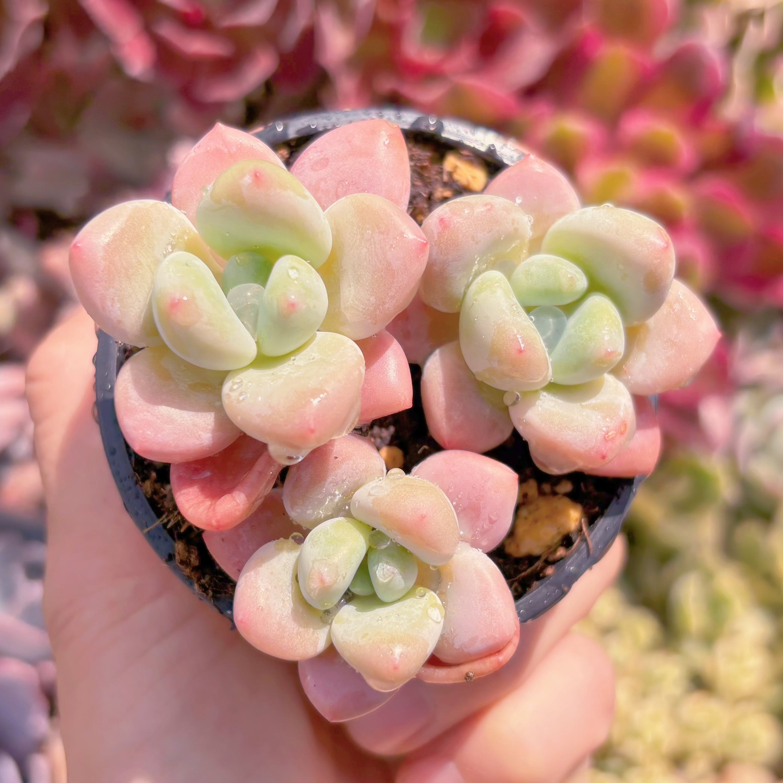 現品　マカロン#003　るる農園