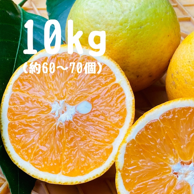 バレンシアオレンジ(10kg) バレンシアオレンジ(10kg)