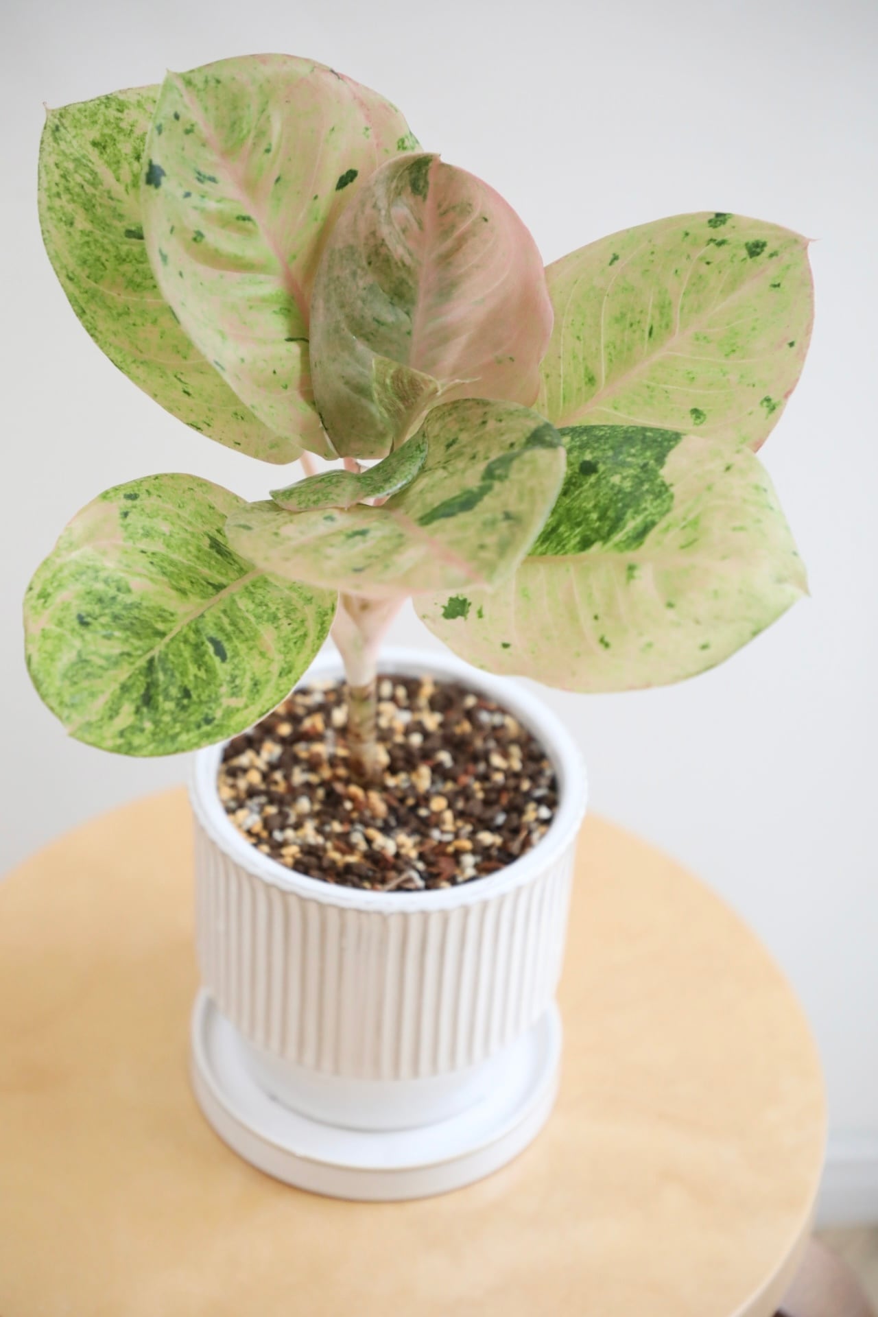 M】アグラオネマ ピンクイメリタスローズ/Aglaonema | 【厳選植物・器