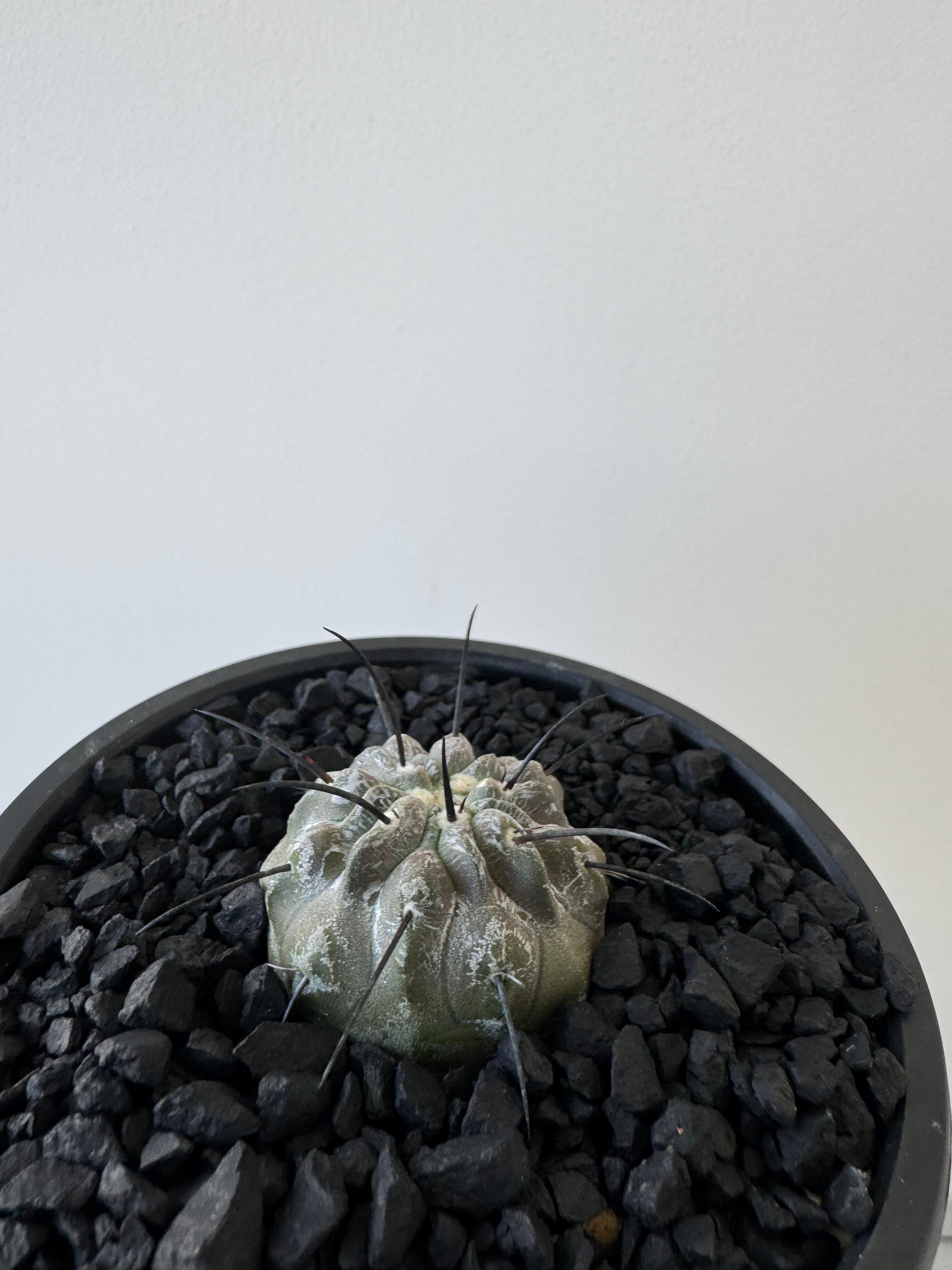 新着】Copiapoa dealbata 2 × CACTUS鉢【俺の黒士冠】コピアポア デ