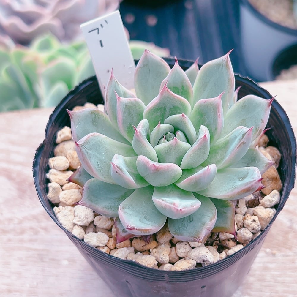 お纏め 多肉植物 アミスター錦 抜き苗 お纏め 多肉植物 アミスター錦