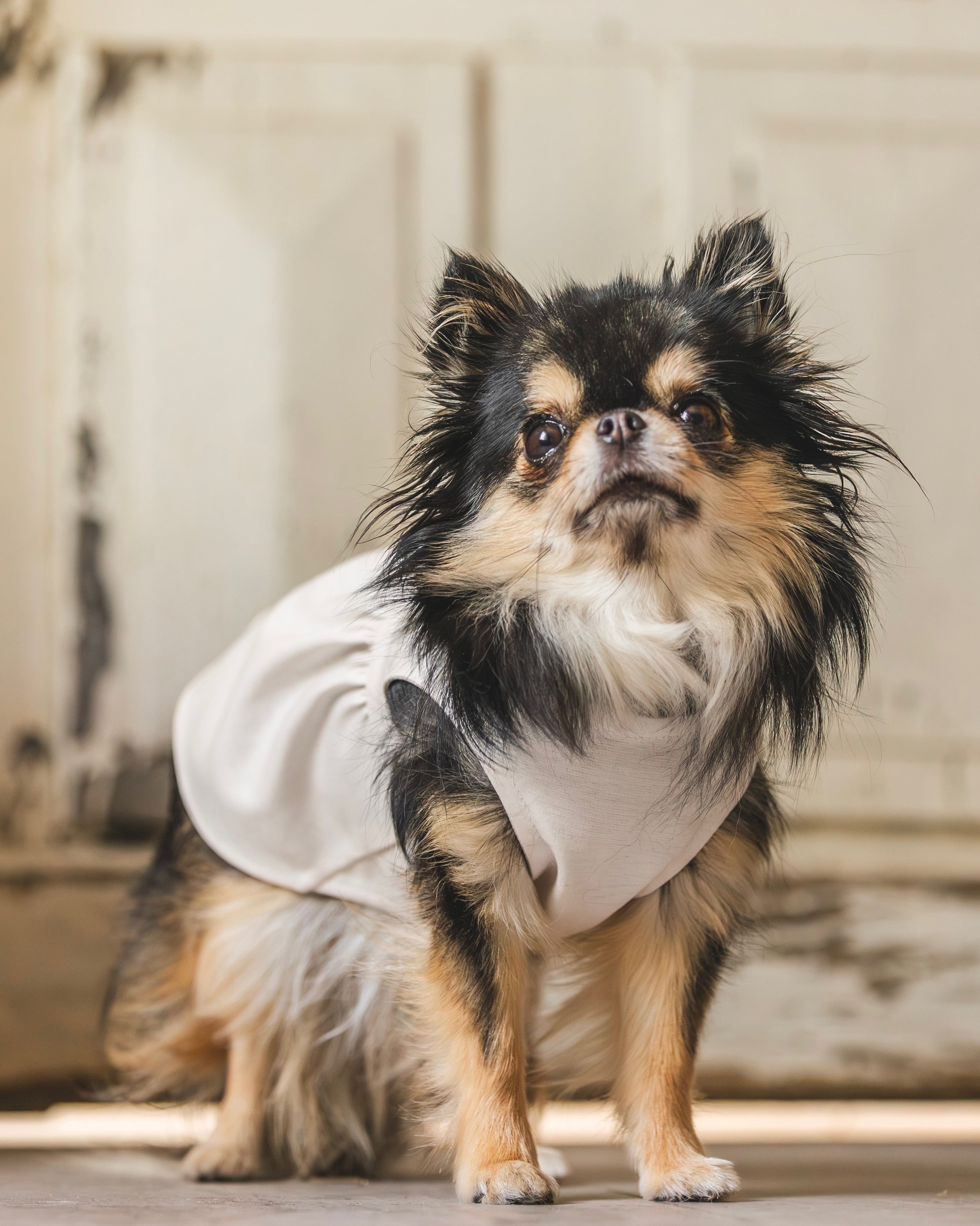 Superior Pima(ホワイト)