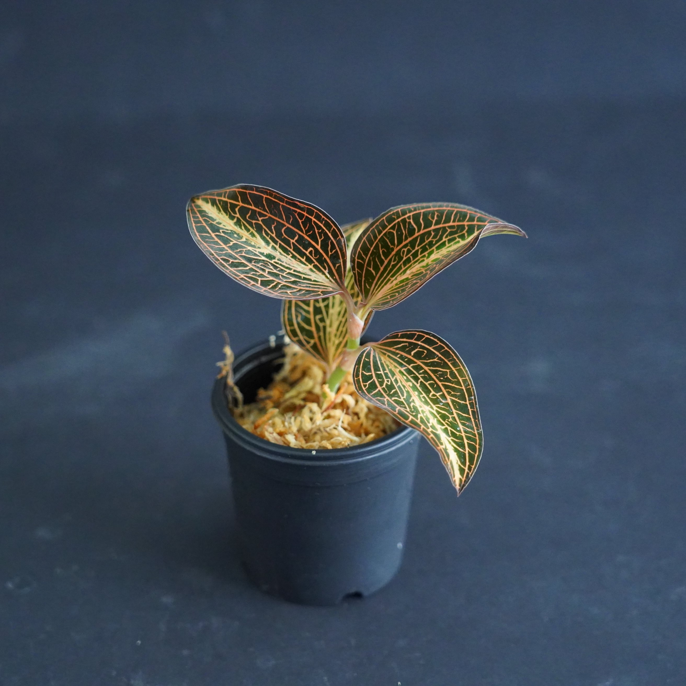 ◇現品◇アネクトキルス アルボリネアタス バリエガータ【ジュエル