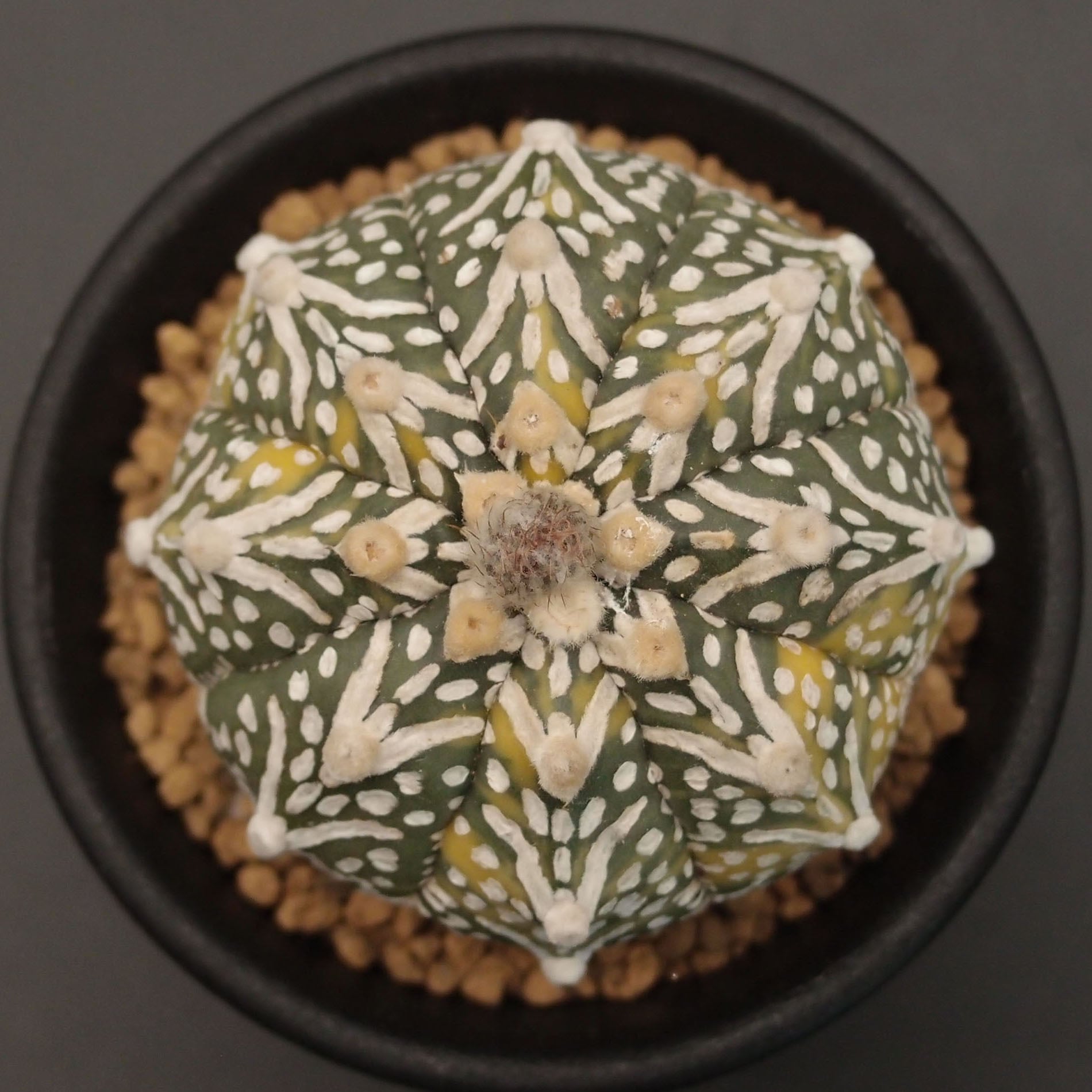 V-type兜 | 万緑 BAN RYOKU