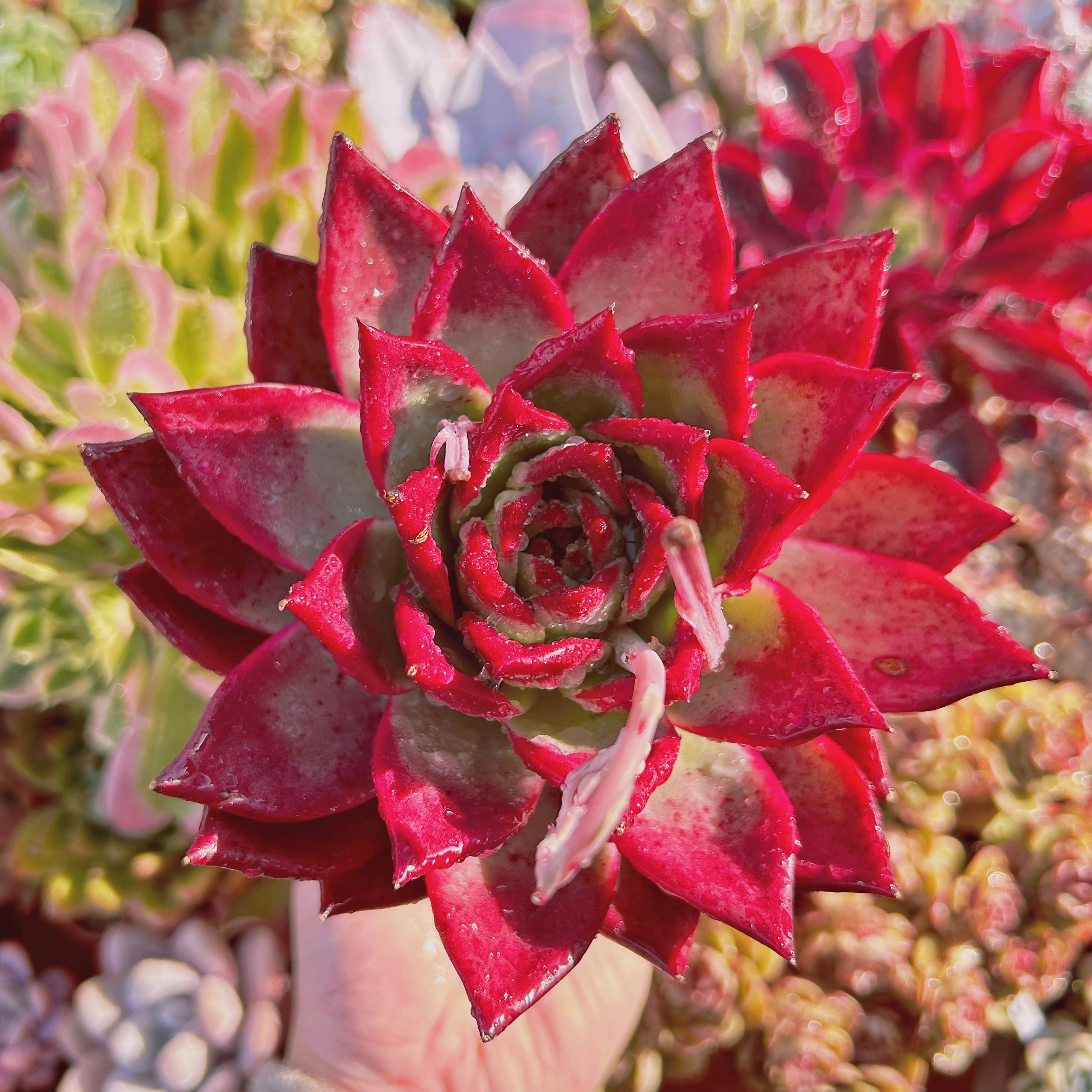 #505現物　多肉植物　ルビンxコロラータ　特特大　抜き苗