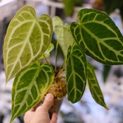 アンスリウム クリスタリナム × マグニフィカム⑥ / Anthurium