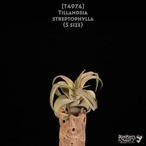【送料無料】streptophylla S〔エアプランツ〕現品発送T4974
