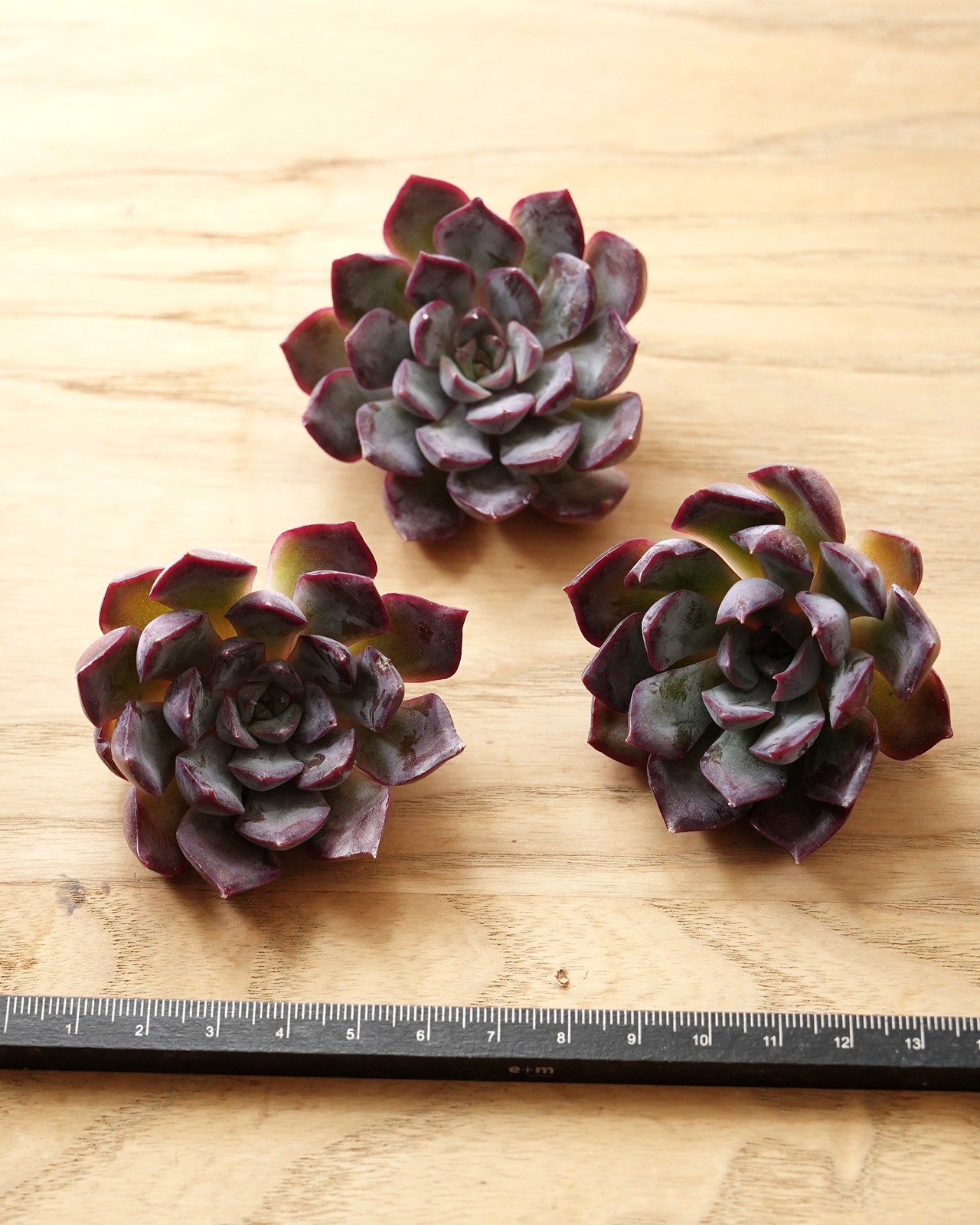 一部発根済カット苗 ダークアイス M Echeveria 'Dark Ice'