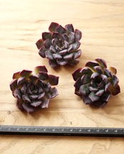 一部発根済カット苗 ダークアイス M Echeveria 'Dark Ice'